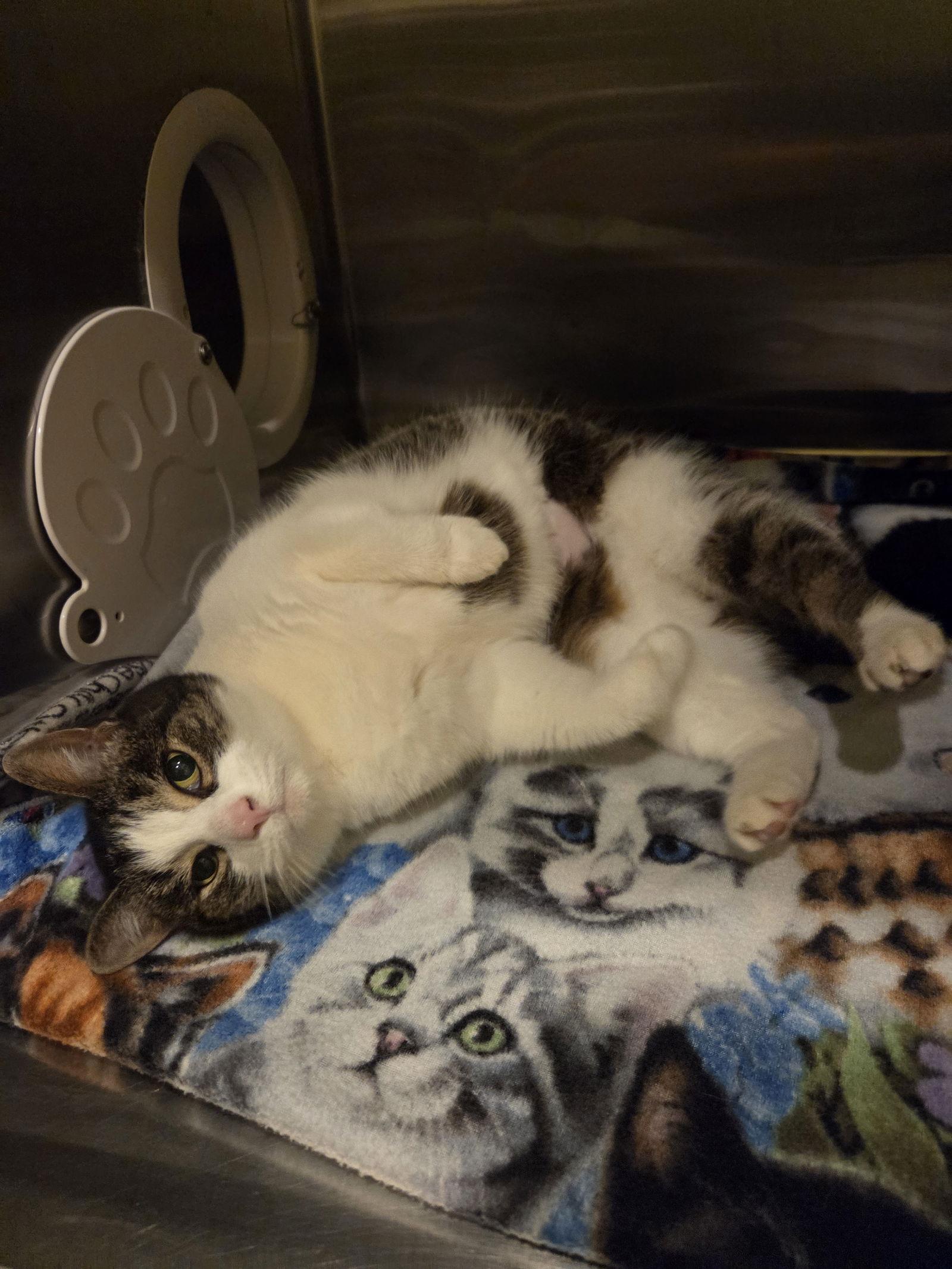 Enlarge Millie, a Adoptable Tabby in Flint Hill, VA image 3/3