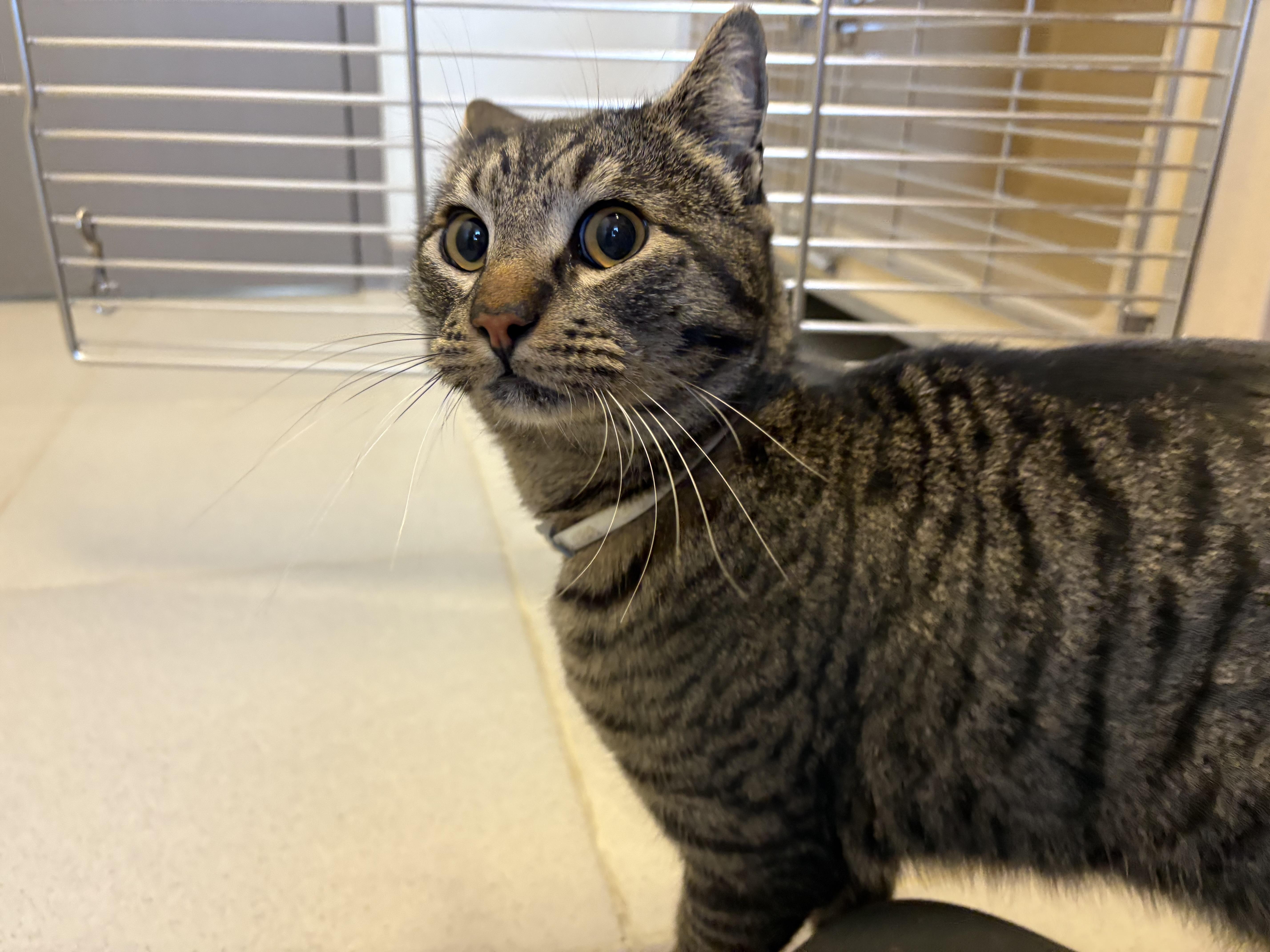 Stray Cat, a Adoptable mixed breed in Hays, KS image 6/6