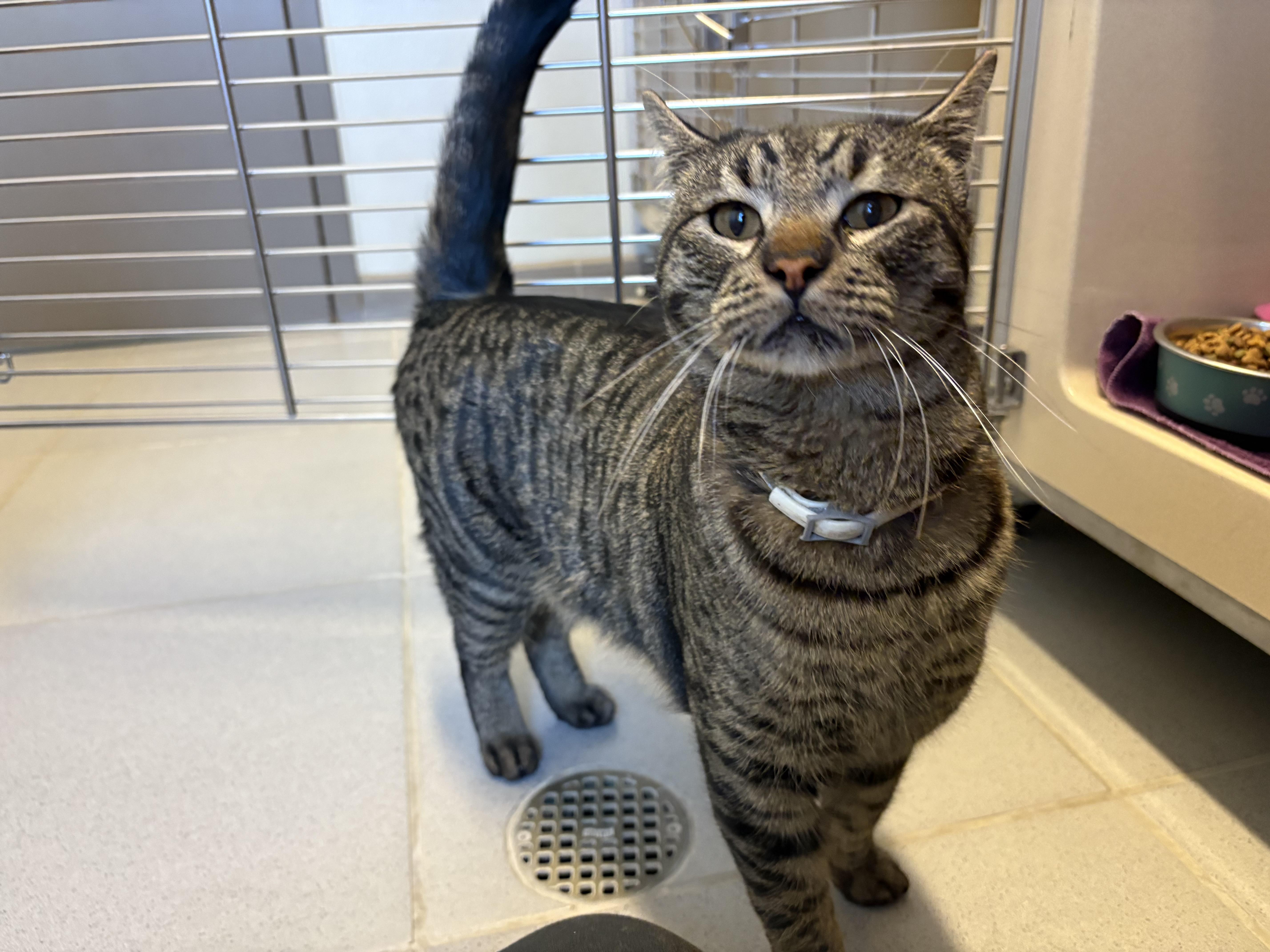 Stray Cat, a Adoptable mixed breed in Hays, KS image 4/6