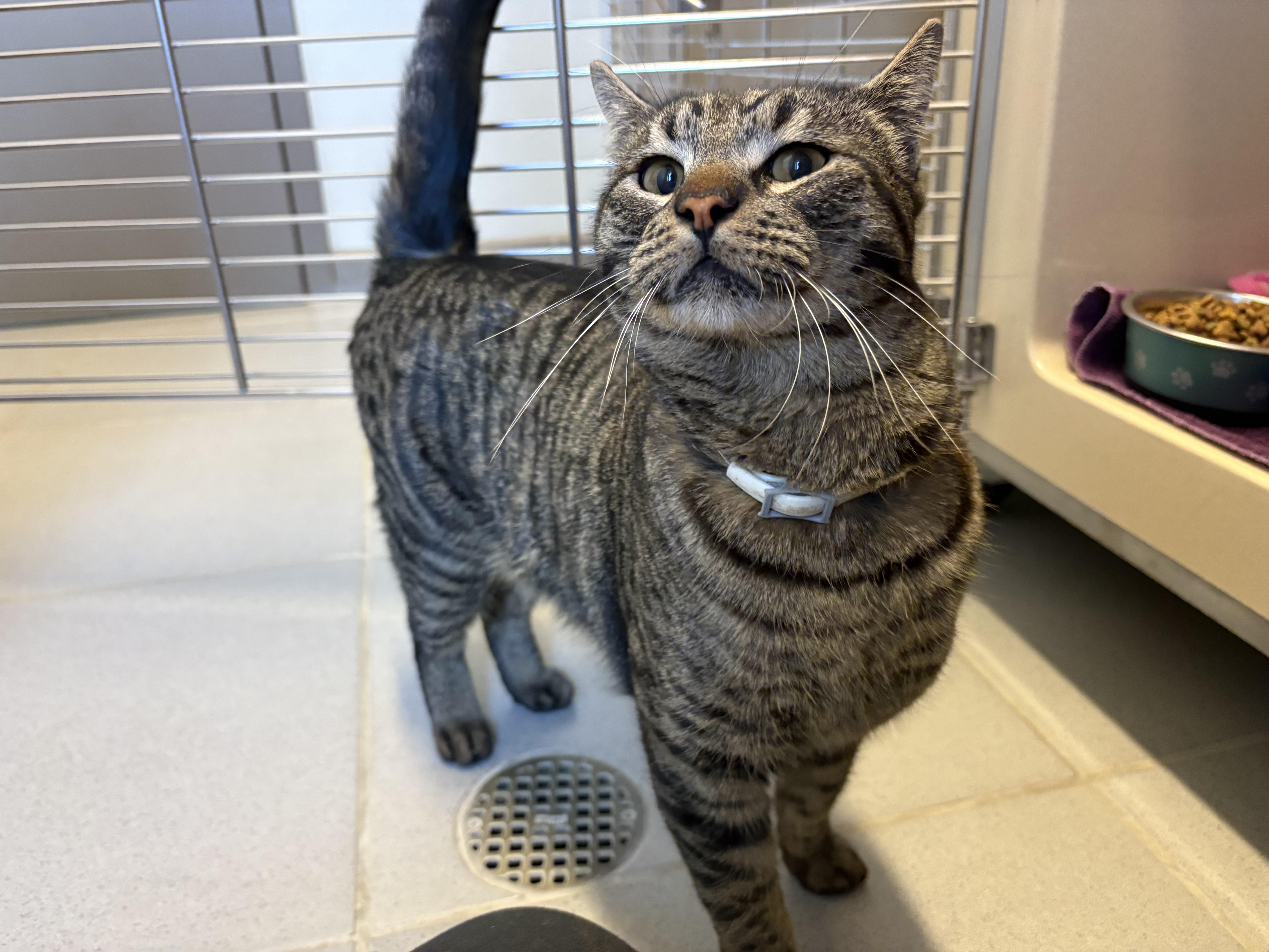 Stray Cat, a Adoptable mixed breed in Hays, KS image 1/6