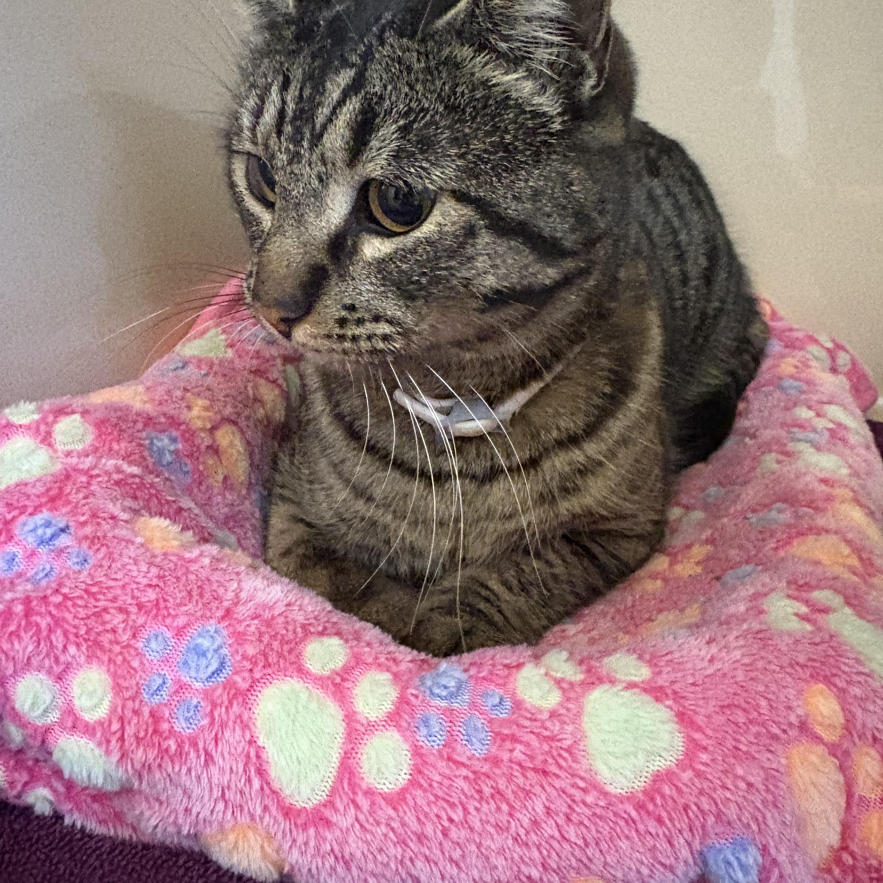 Stray Cat, a Adoptable mixed breed in Hays, KS image 2/6