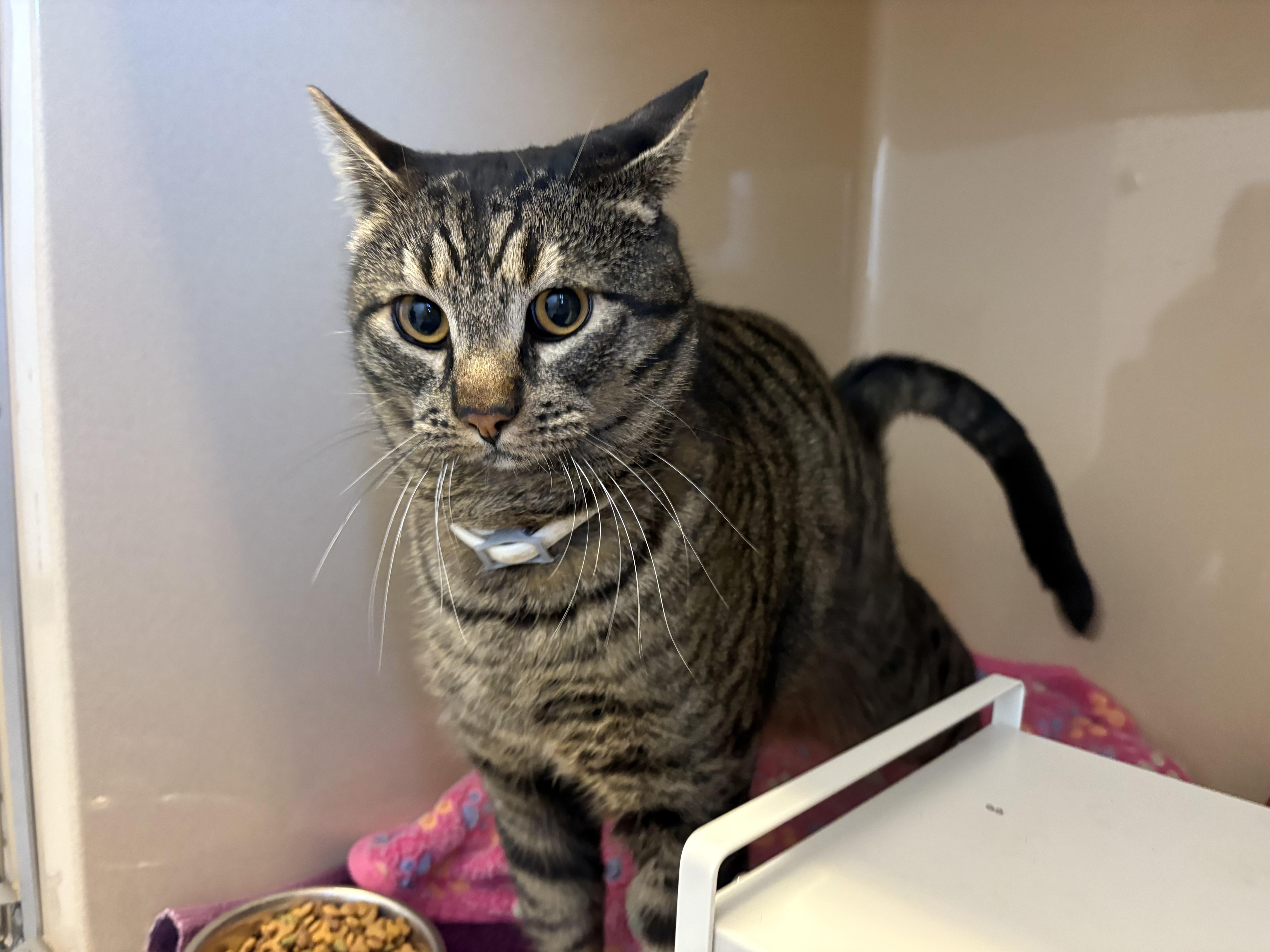 Stray Cat, a Adoptable mixed breed in Hays, KS image 5/6