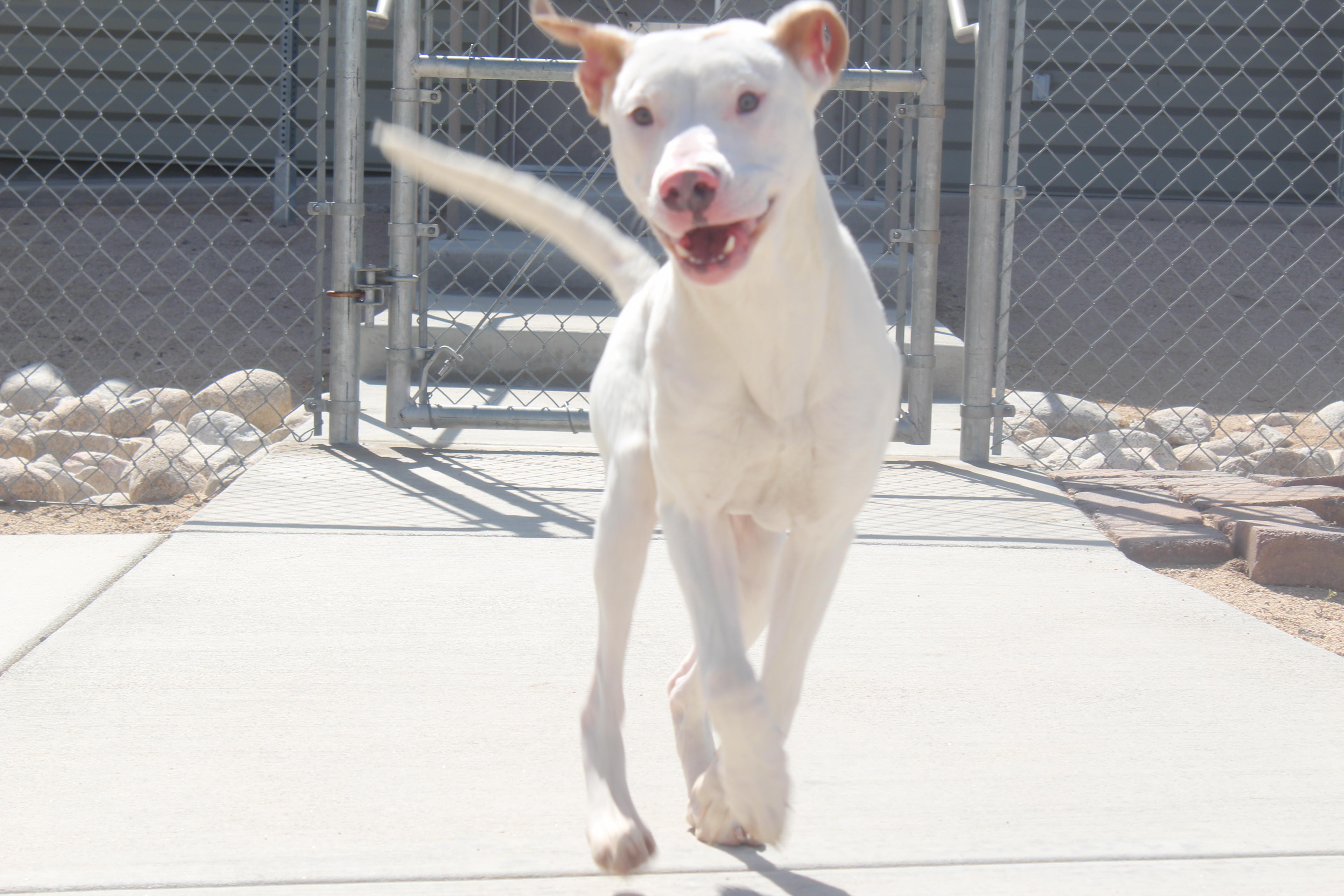 Angelo, an adoptable mixed breed in Yucca Valley, CA image 1/3