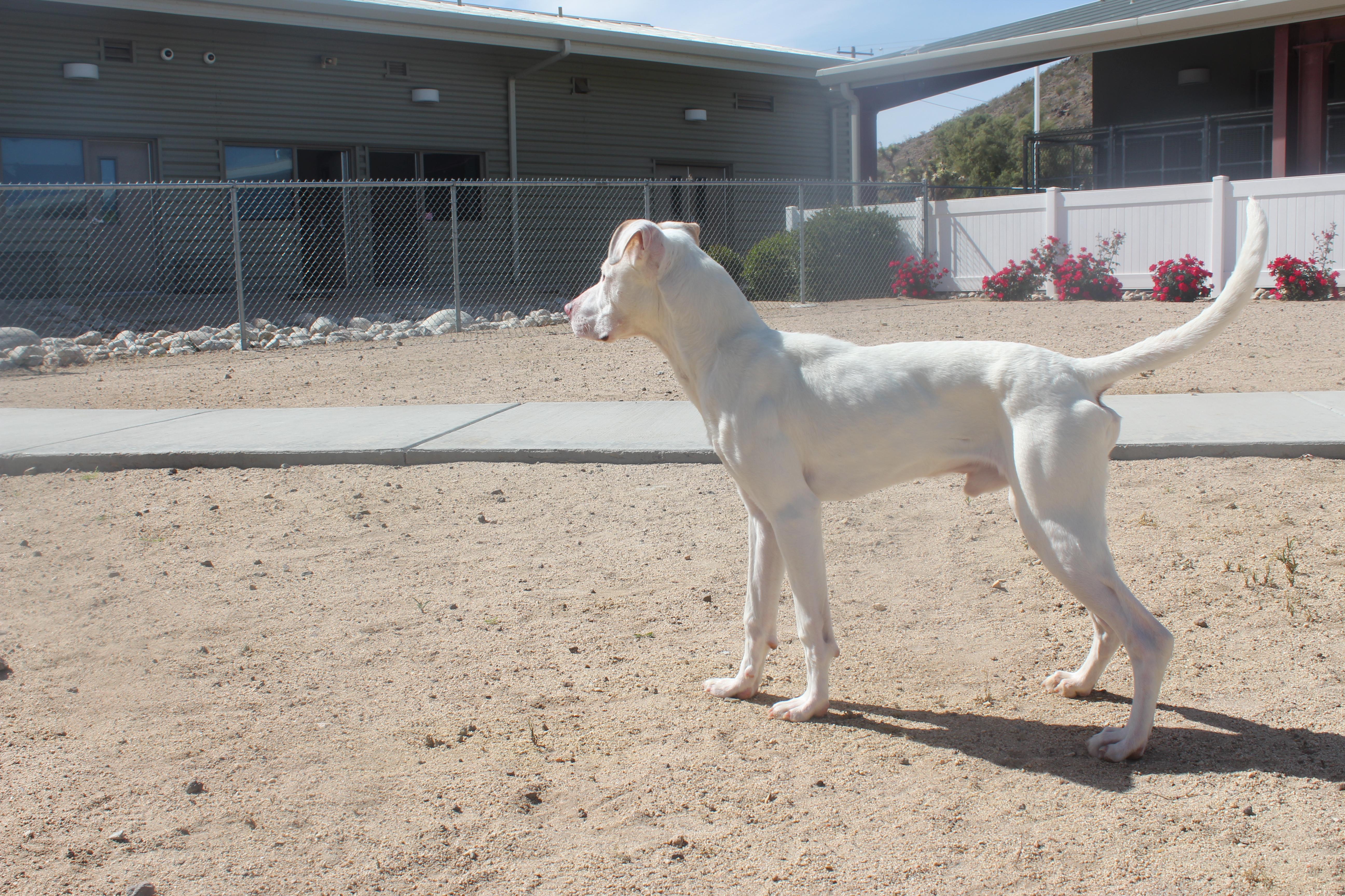 Angelo, an adoptable mixed breed in Yucca Valley, CA image 2/3