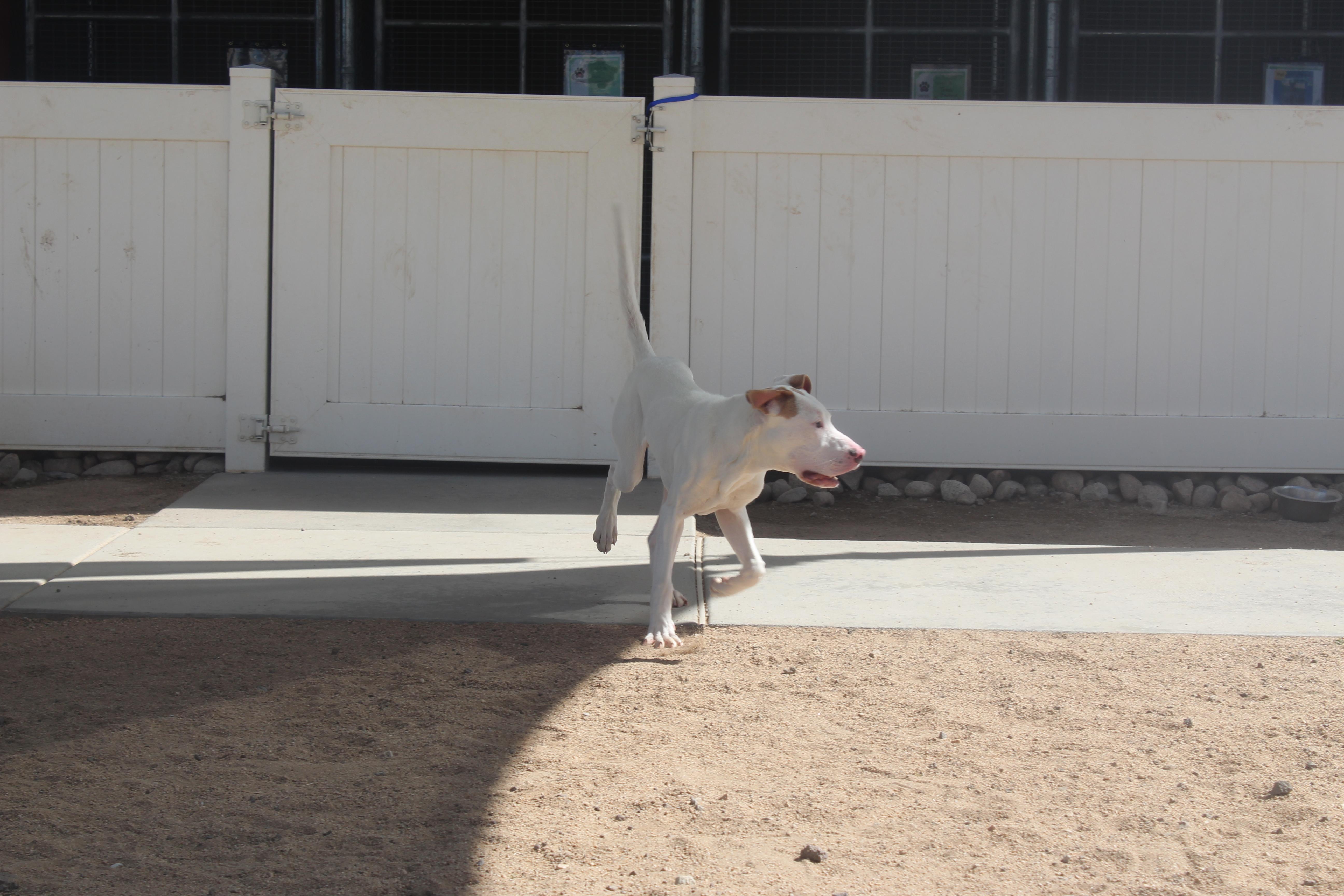 Angelo, an adoptable mixed breed in Yucca Valley, CA image 3/3