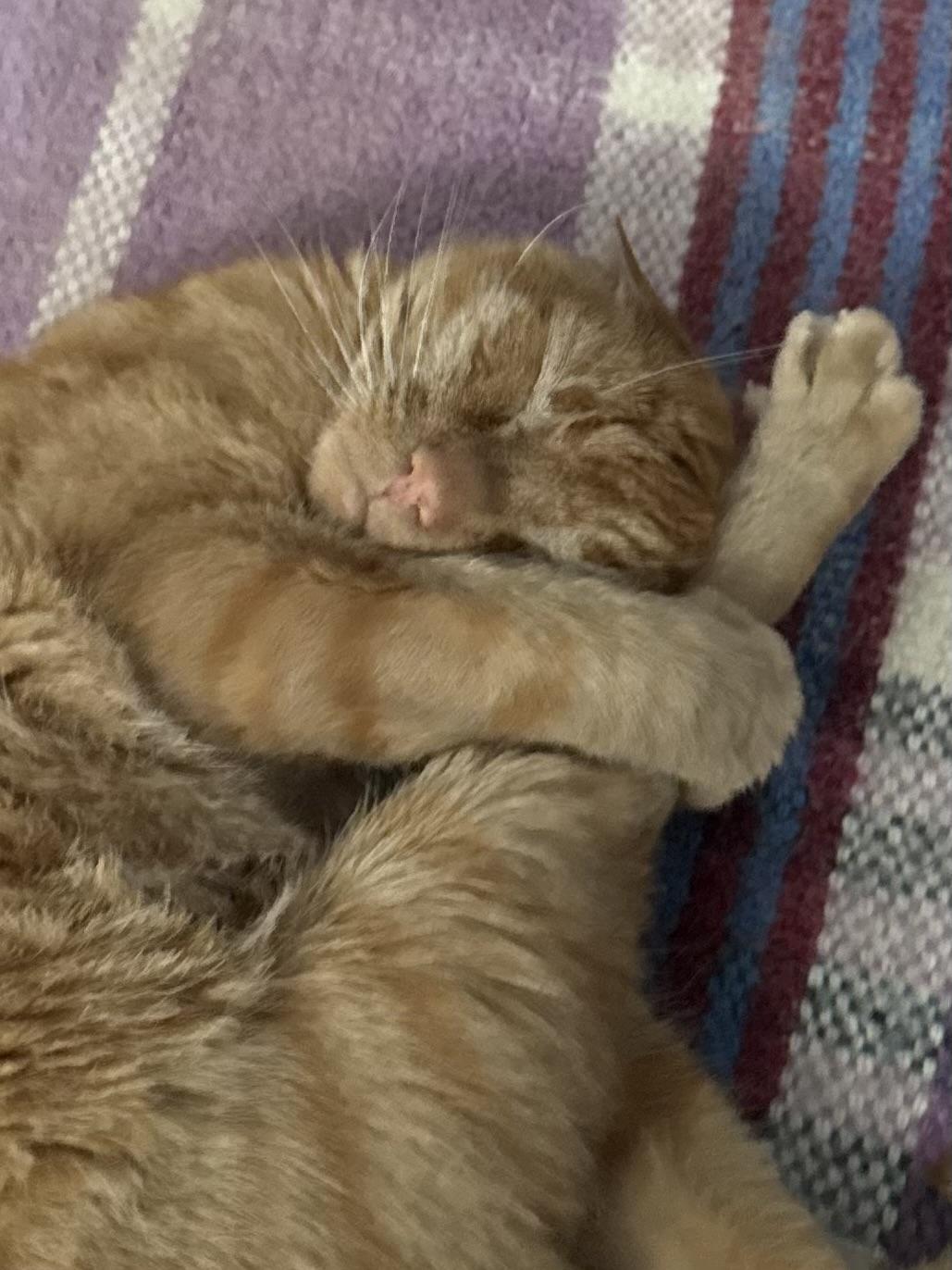 Deke, a ADOPTABLE Domestic Short Hair in Budd Lake, NJ image 2/4