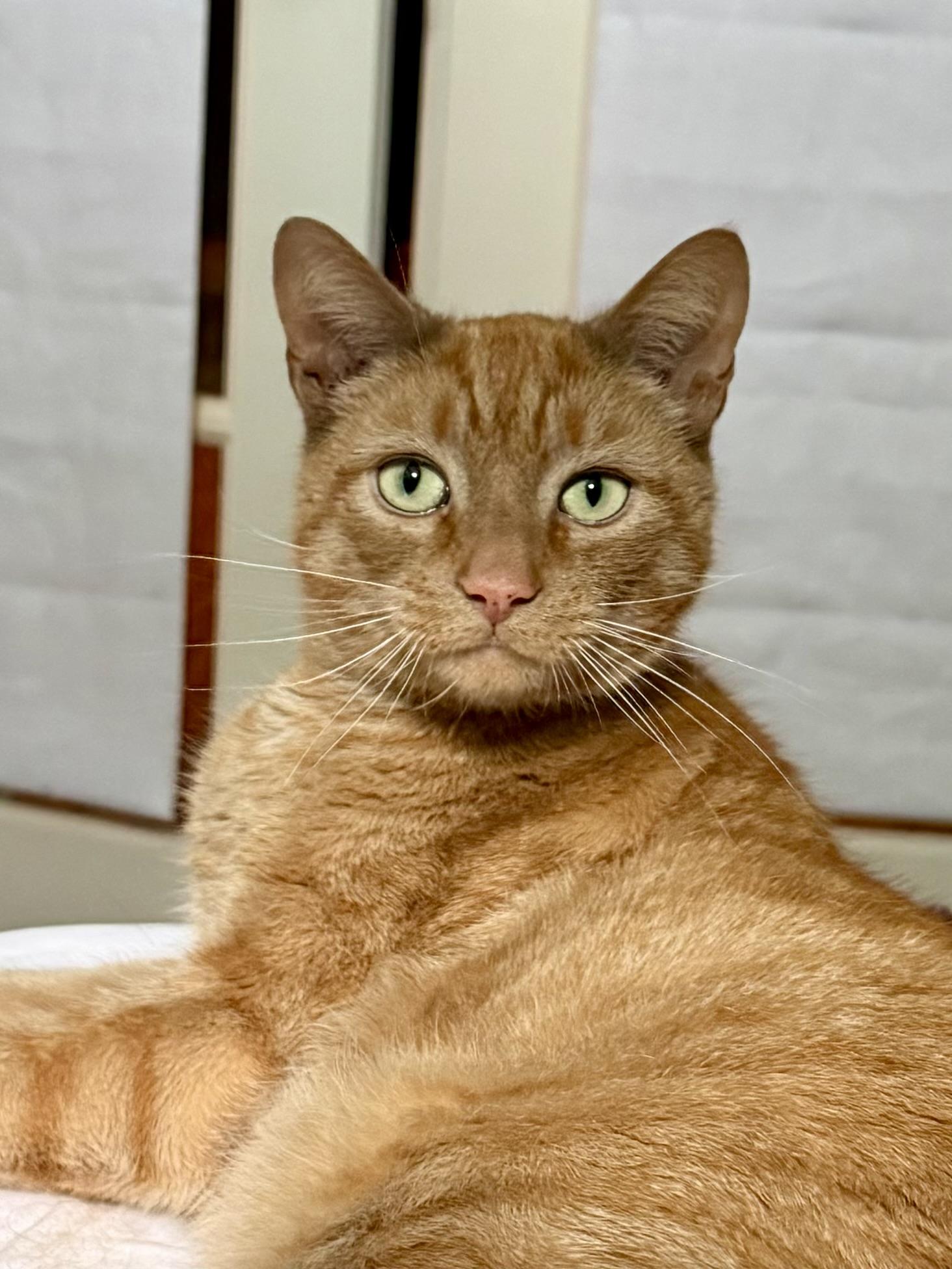 Deke, a ADOPTABLE Domestic Short Hair in Budd Lake, NJ image 4/4