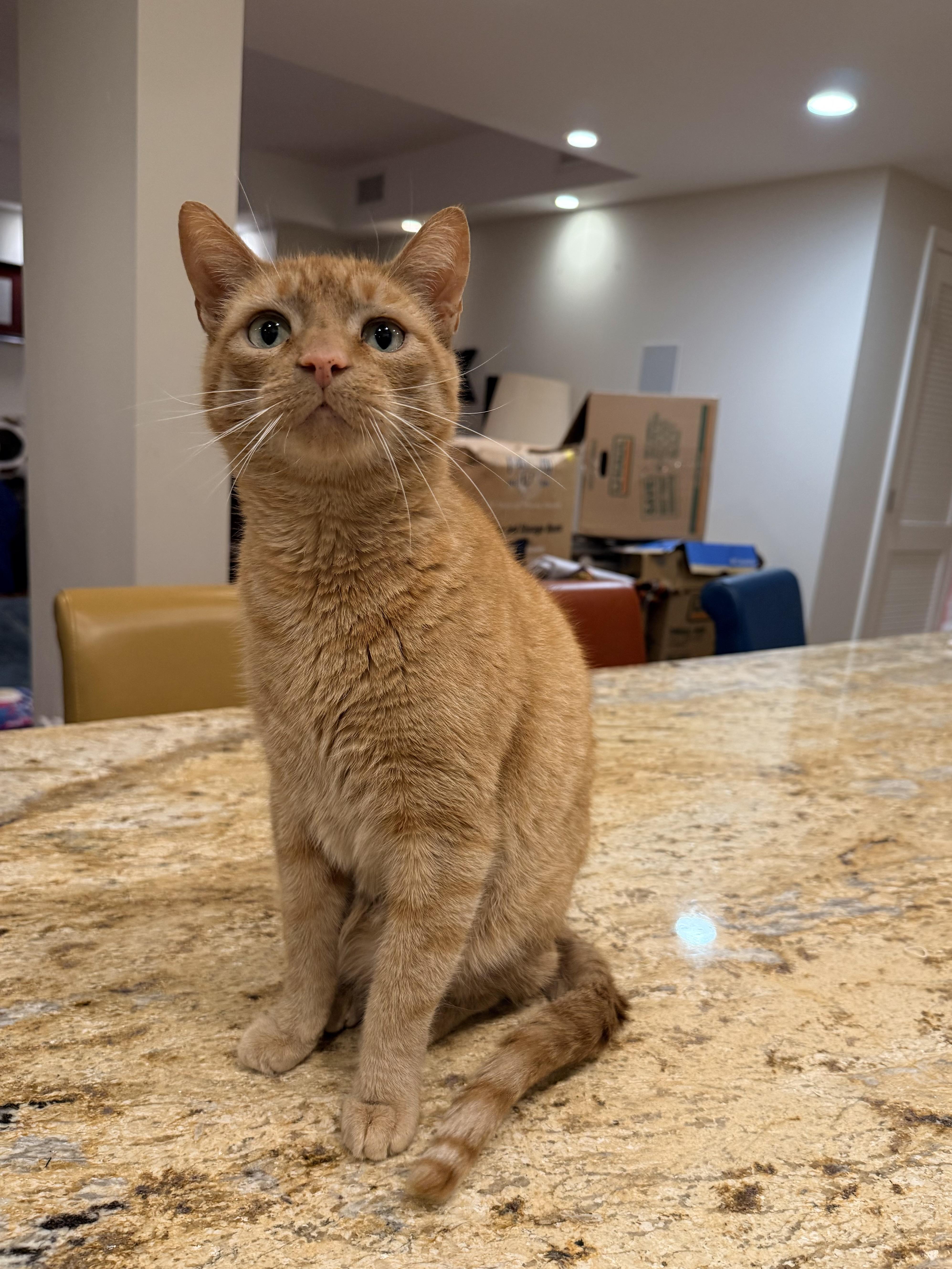 Deke, a ADOPTABLE Domestic Short Hair in Budd Lake, NJ image 3/4