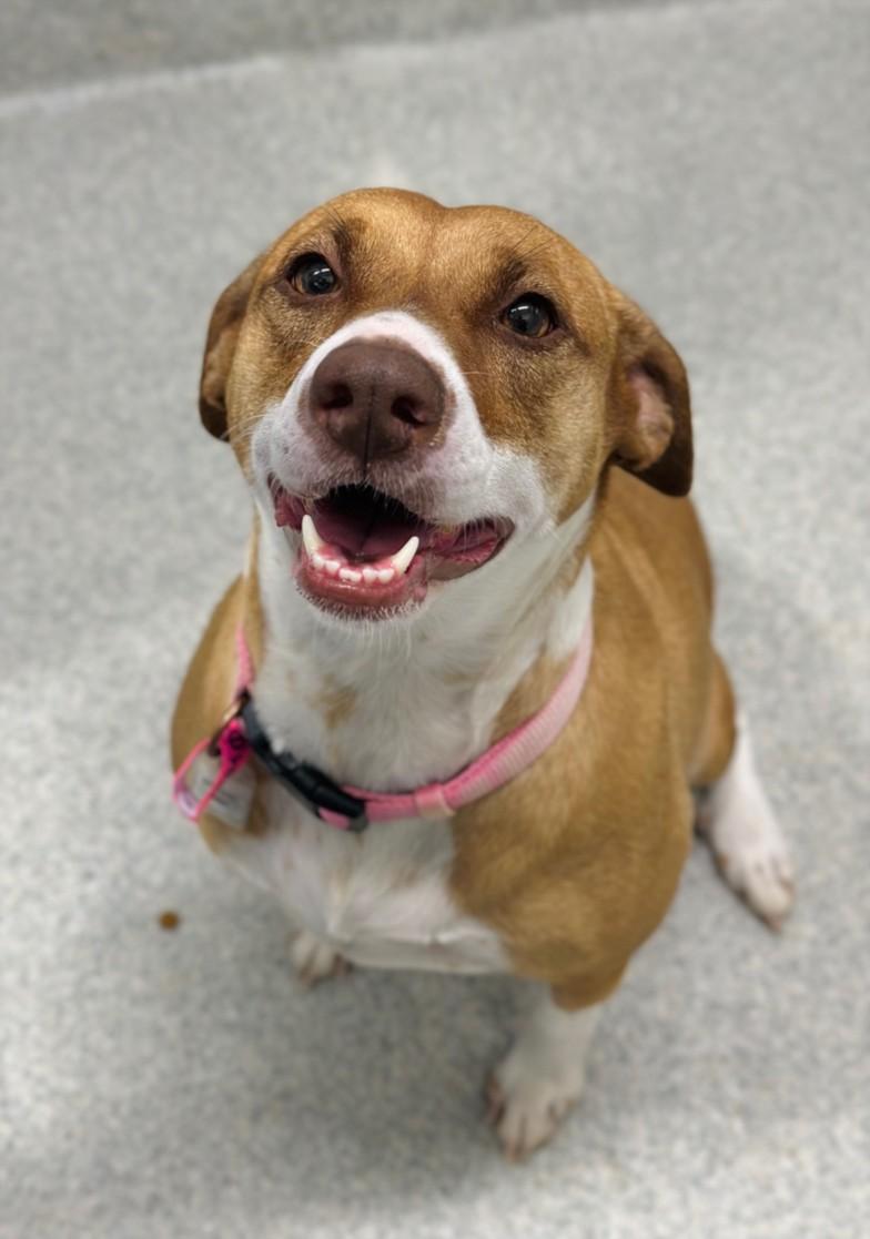 Enlarge PATRYCE, a Adoptable mixed breed in Loveland, CO image 1/1