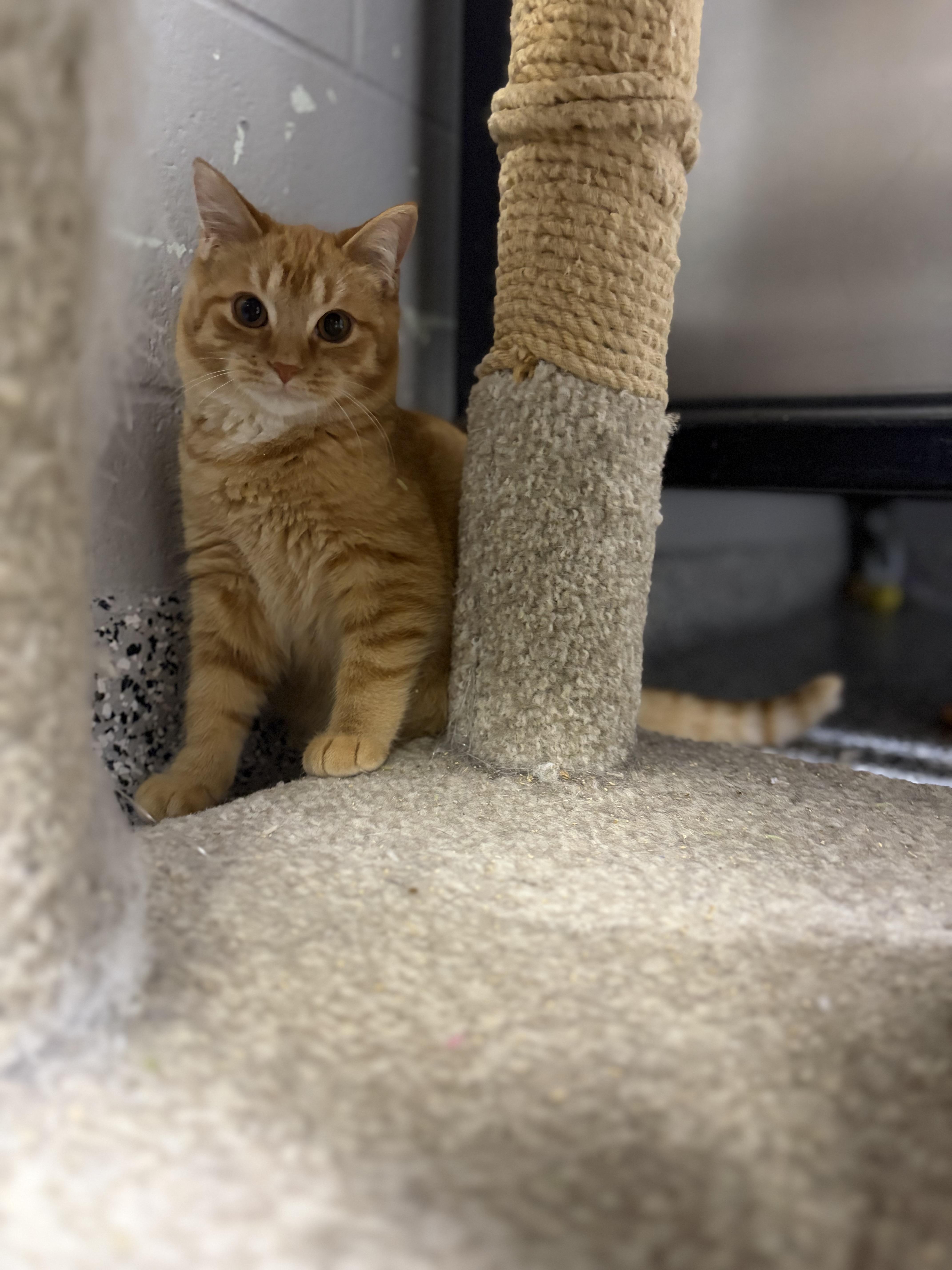 Enlarge Lumi, an adopted Domestic Short Hair in Allegan, MI image 2/2