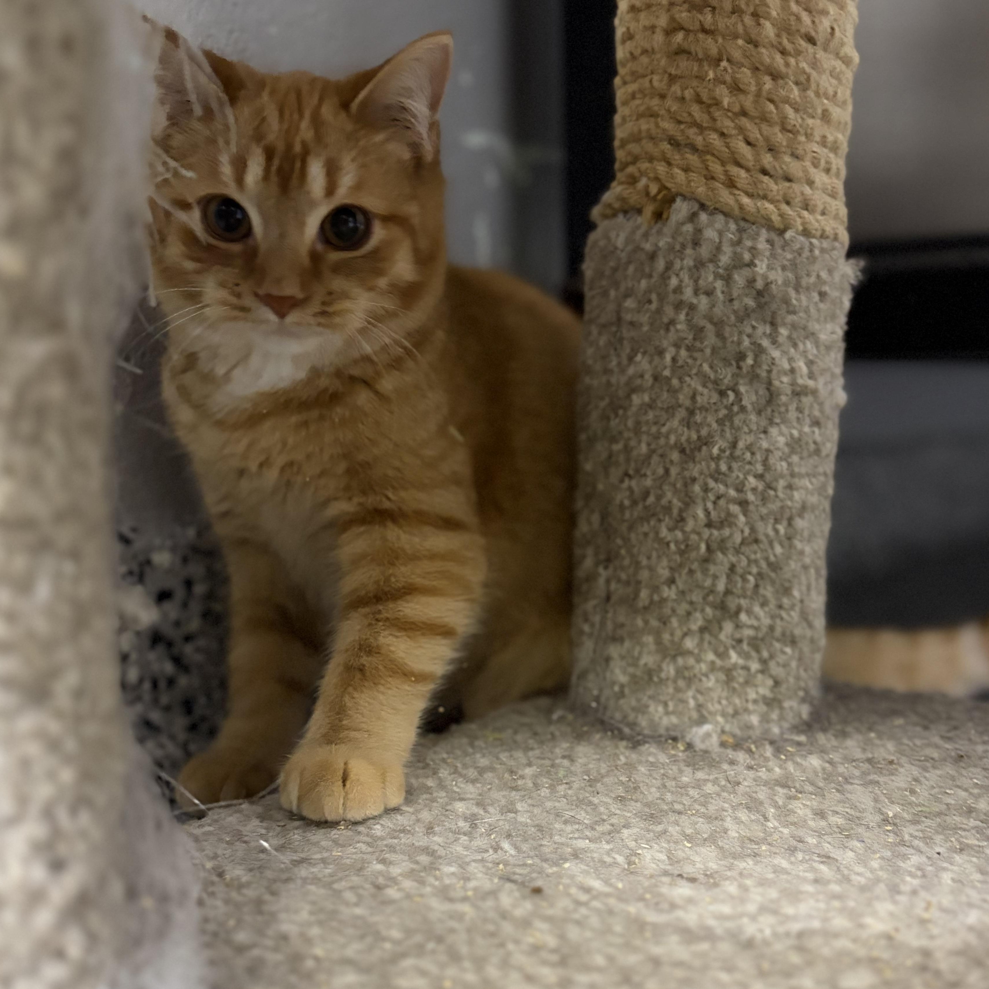 Enlarge Lumi, an adopted Domestic Short Hair in Allegan, MI image 1/2