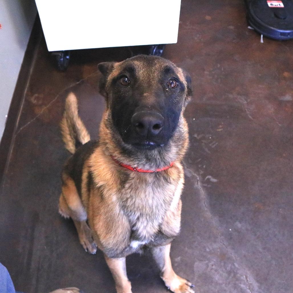 Kodi, Adoptable, Young Male Belgian Shepherd / Malinois.