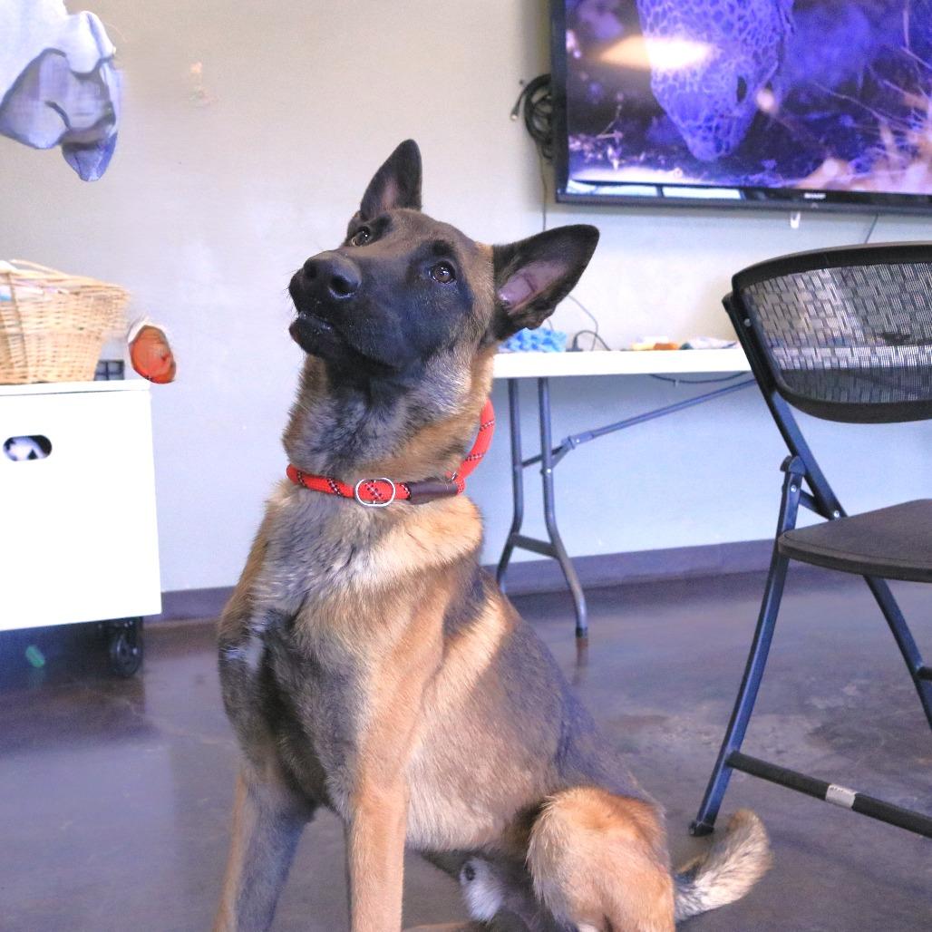 Enlarge Kodi, a Adoptable Belgian Shepherd / Malinois in Rifle, CO image 3/6
