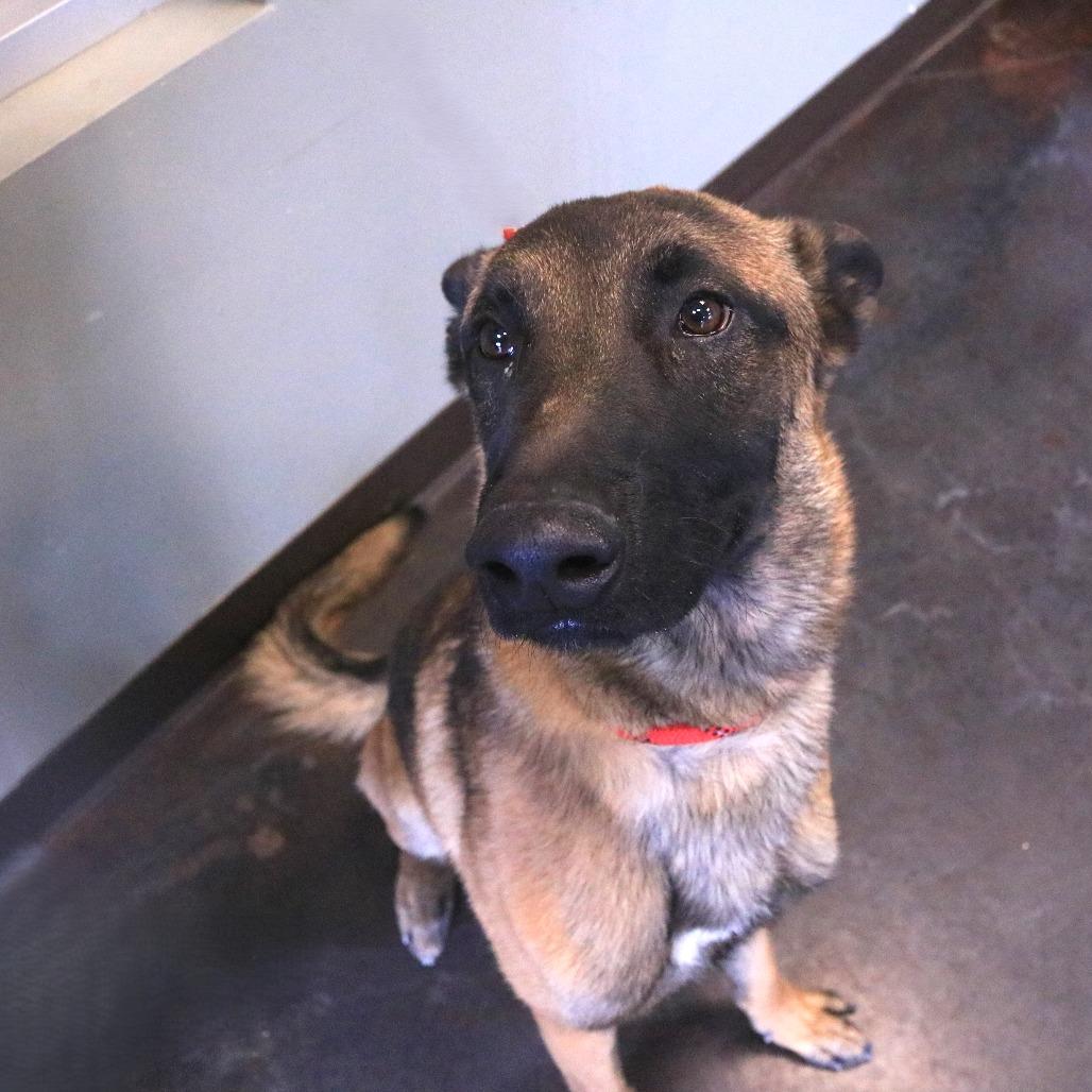 Enlarge Kodi, a Adoptable Belgian Shepherd / Malinois in Rifle, CO image 4/6