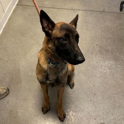 Enlarge Kodi, a Adoptable Belgian Shepherd / Malinois in Rifle, CO image 5/6