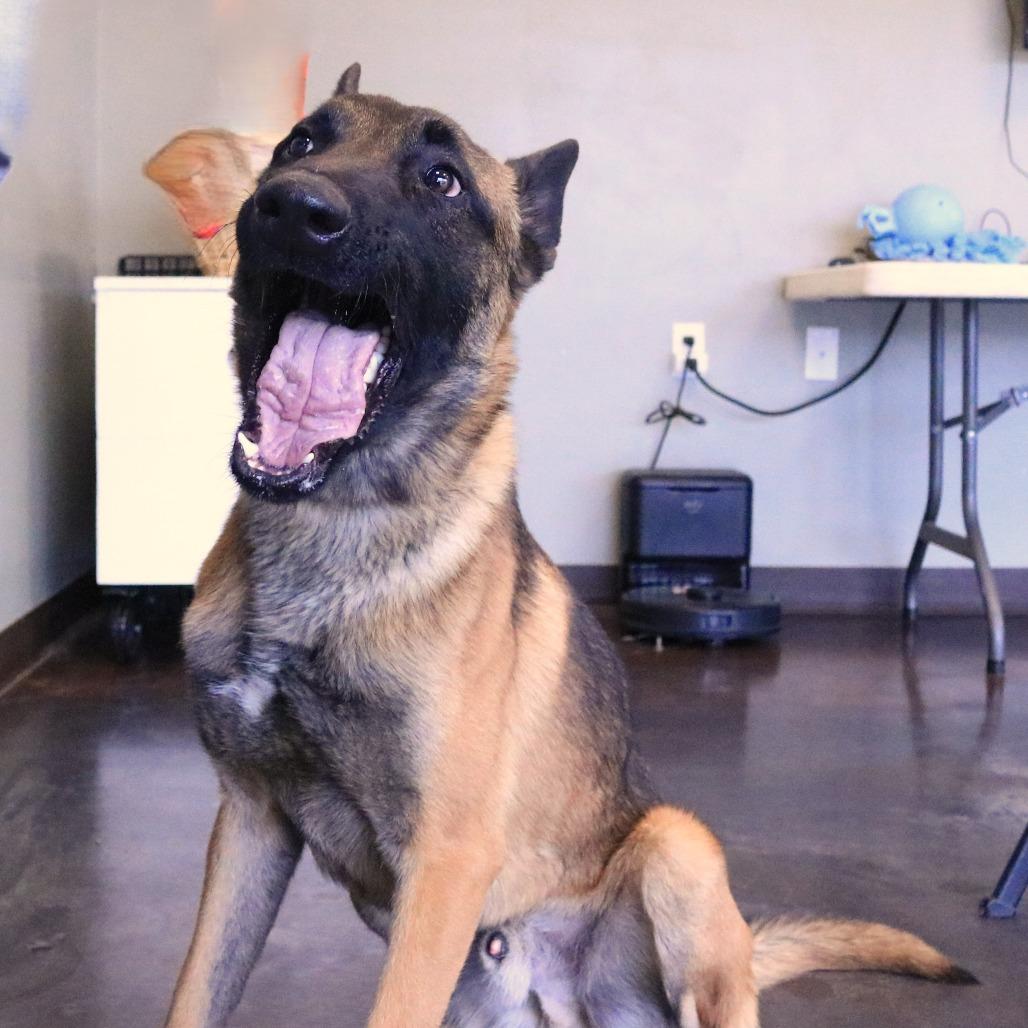 Enlarge Kodi, a Adoptable Belgian Shepherd / Malinois in Rifle, CO image 6/6