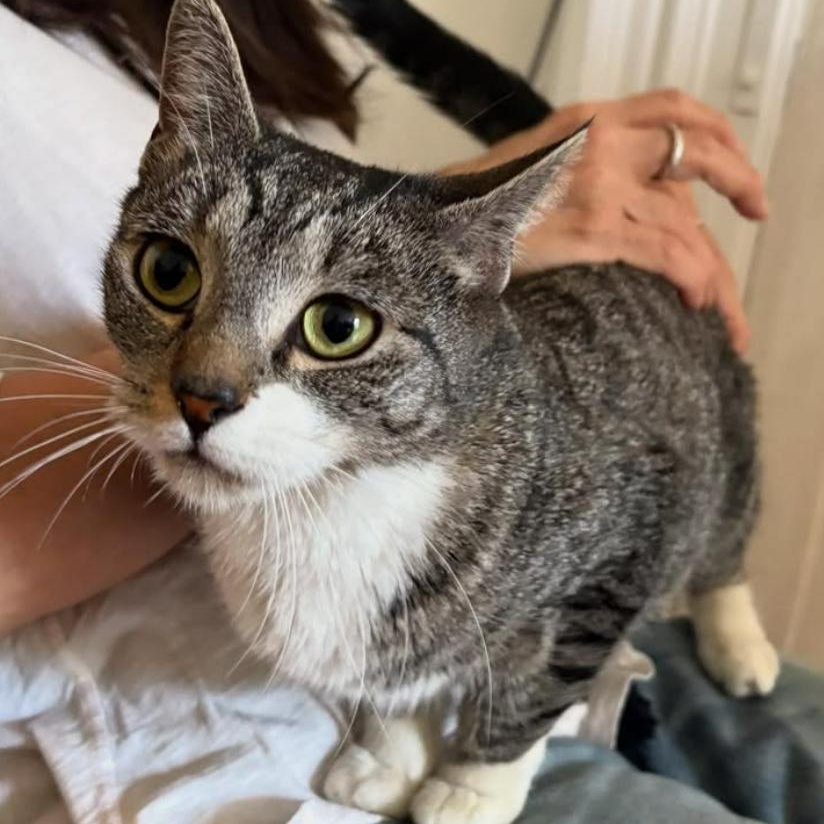 Ella, a Adoptable Tabby in Brooklyn, NY image 1/6