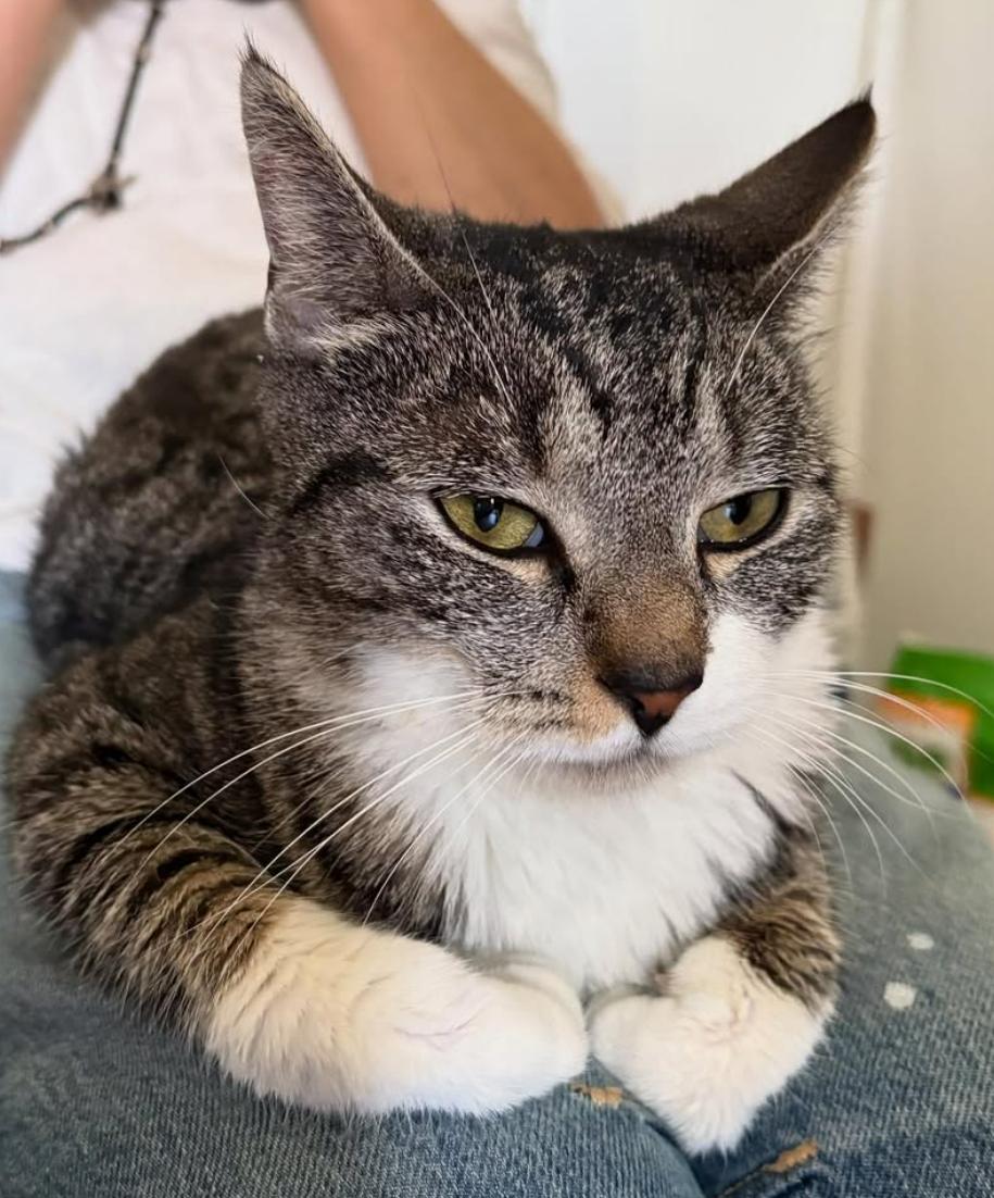 Ella, a Adoptable Tabby in Brooklyn, NY image 3/6