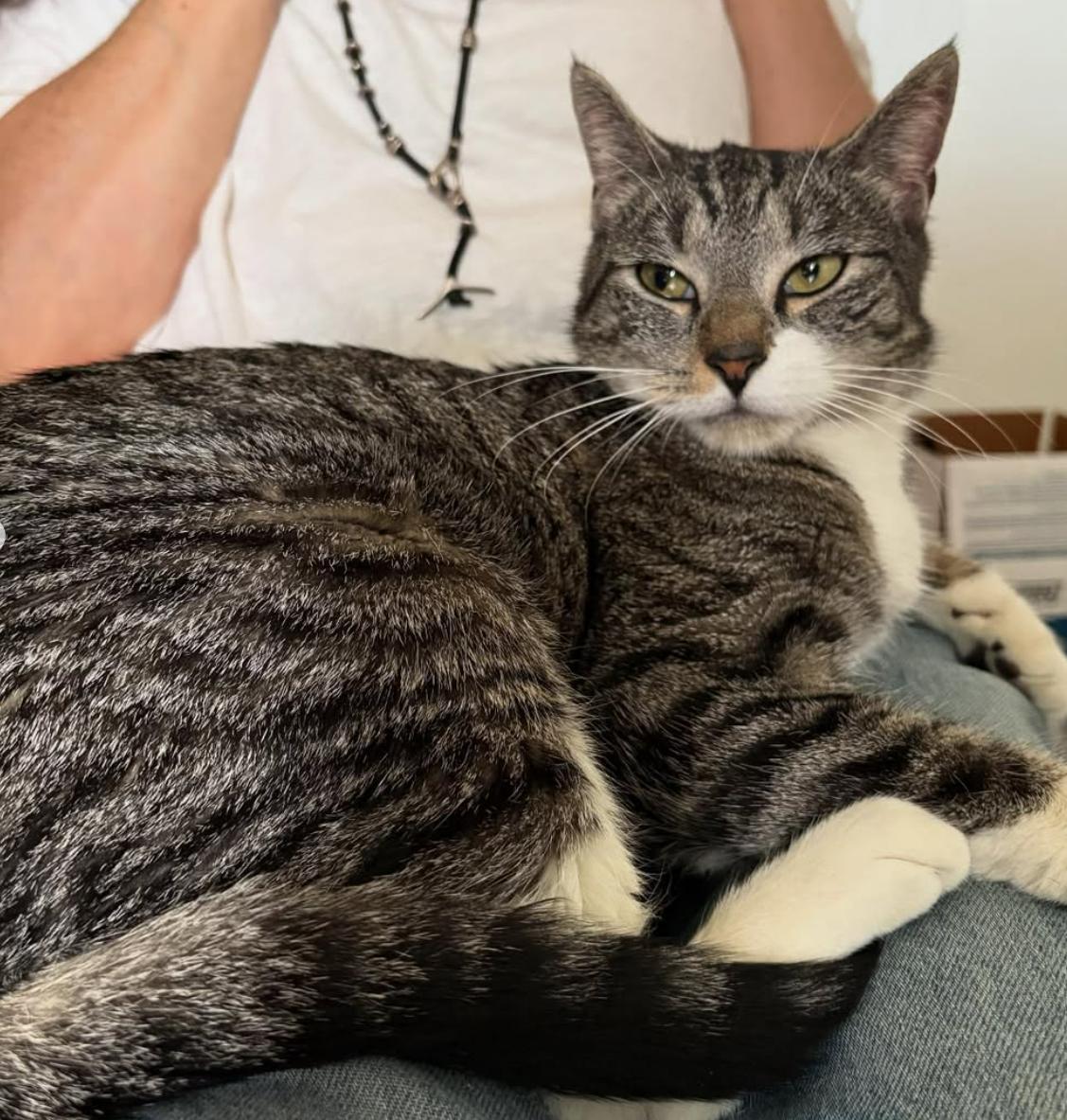 Ella, a Adoptable Tabby in Brooklyn, NY image 2/6