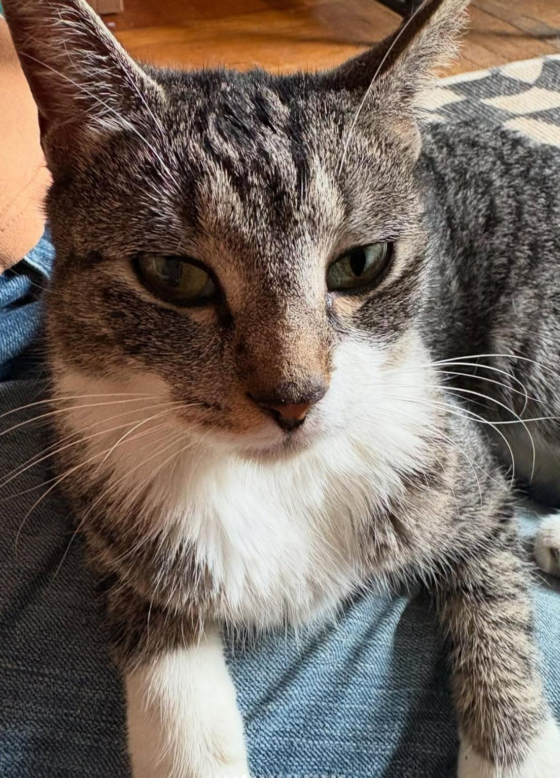 Ella, a Adoptable Tabby in Brooklyn, NY image 4/6