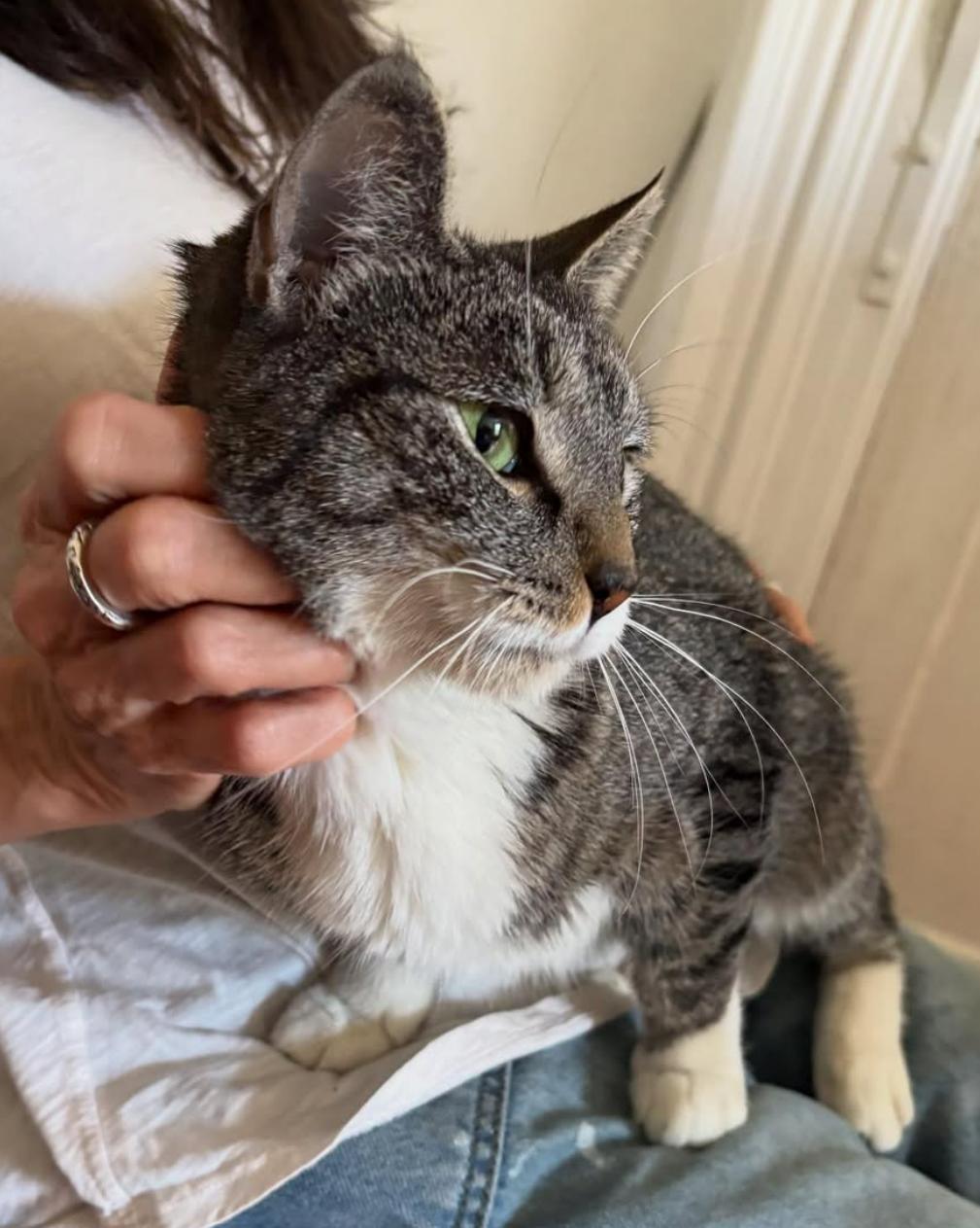 Ella, a Adoptable Tabby in Brooklyn, NY image 5/6