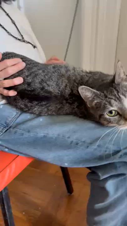 Enlarge Ella, a Adoptable Tabby in Brooklyn, NY video 6/6