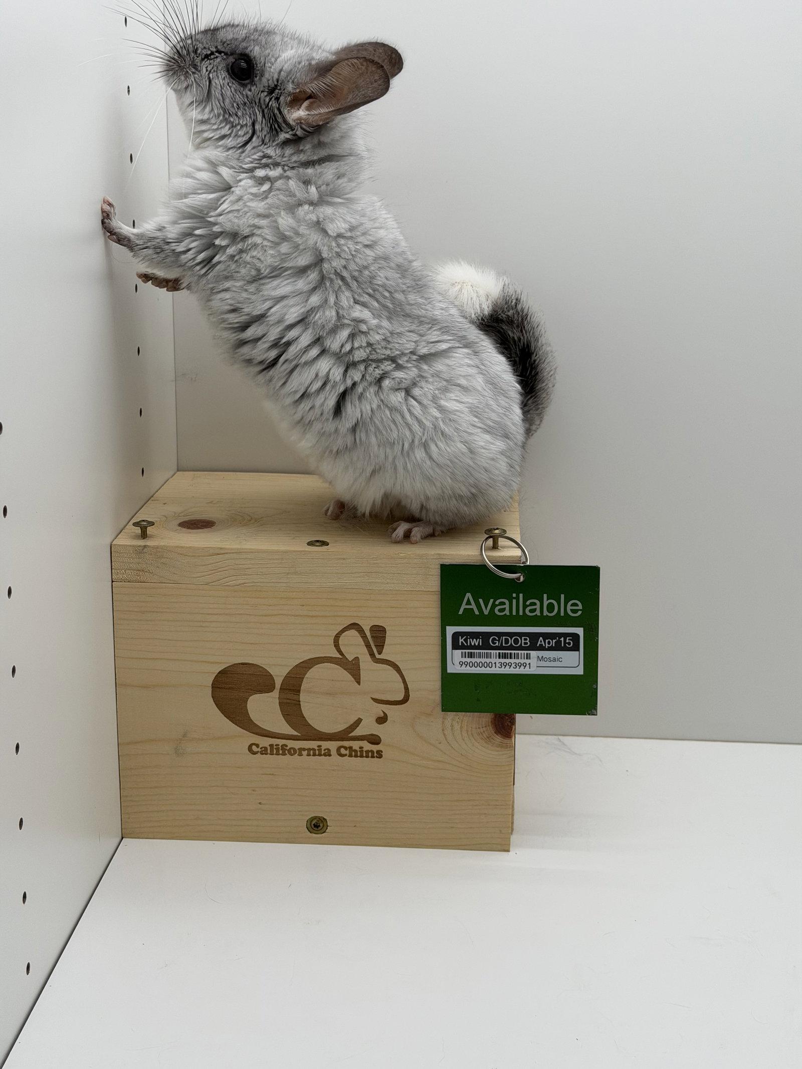 Kiwi, Adopted, Senior Female Chinchilla.