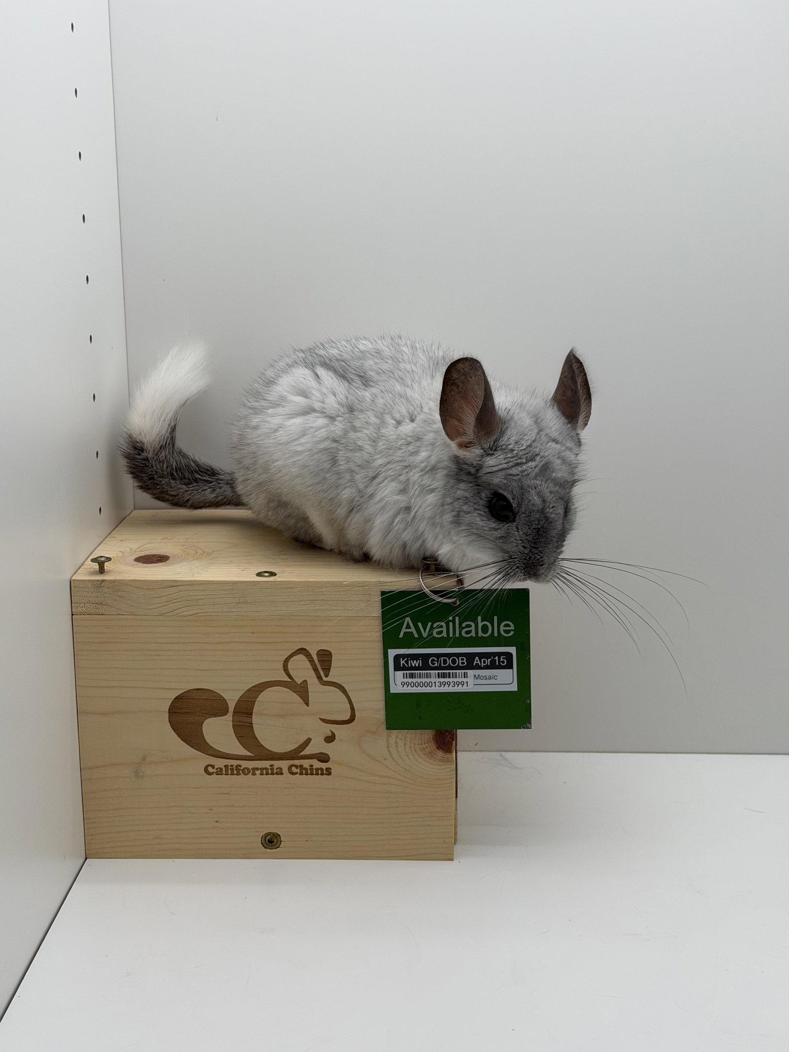 Enlarge Kiwi, a Adopted Chinchilla in Sunnyvale, CA image 2/3