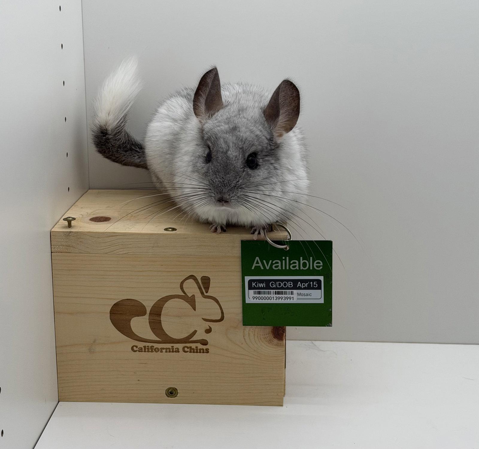 Enlarge Kiwi, a Adopted Chinchilla in Sunnyvale, CA image 3/3