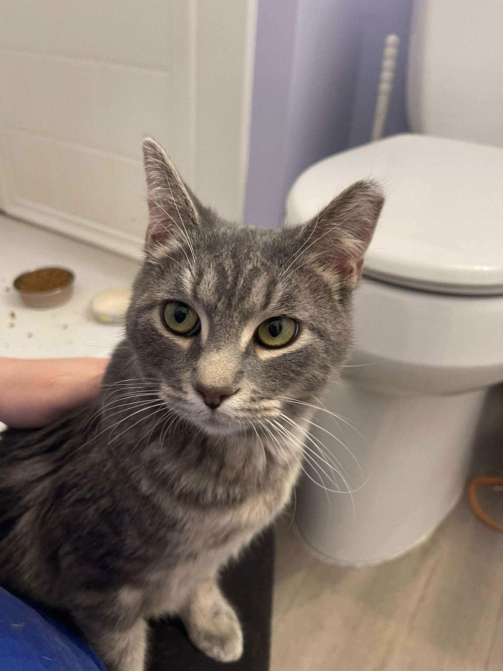 Silver, Adoptable, Young Male Domestic Short Hair.