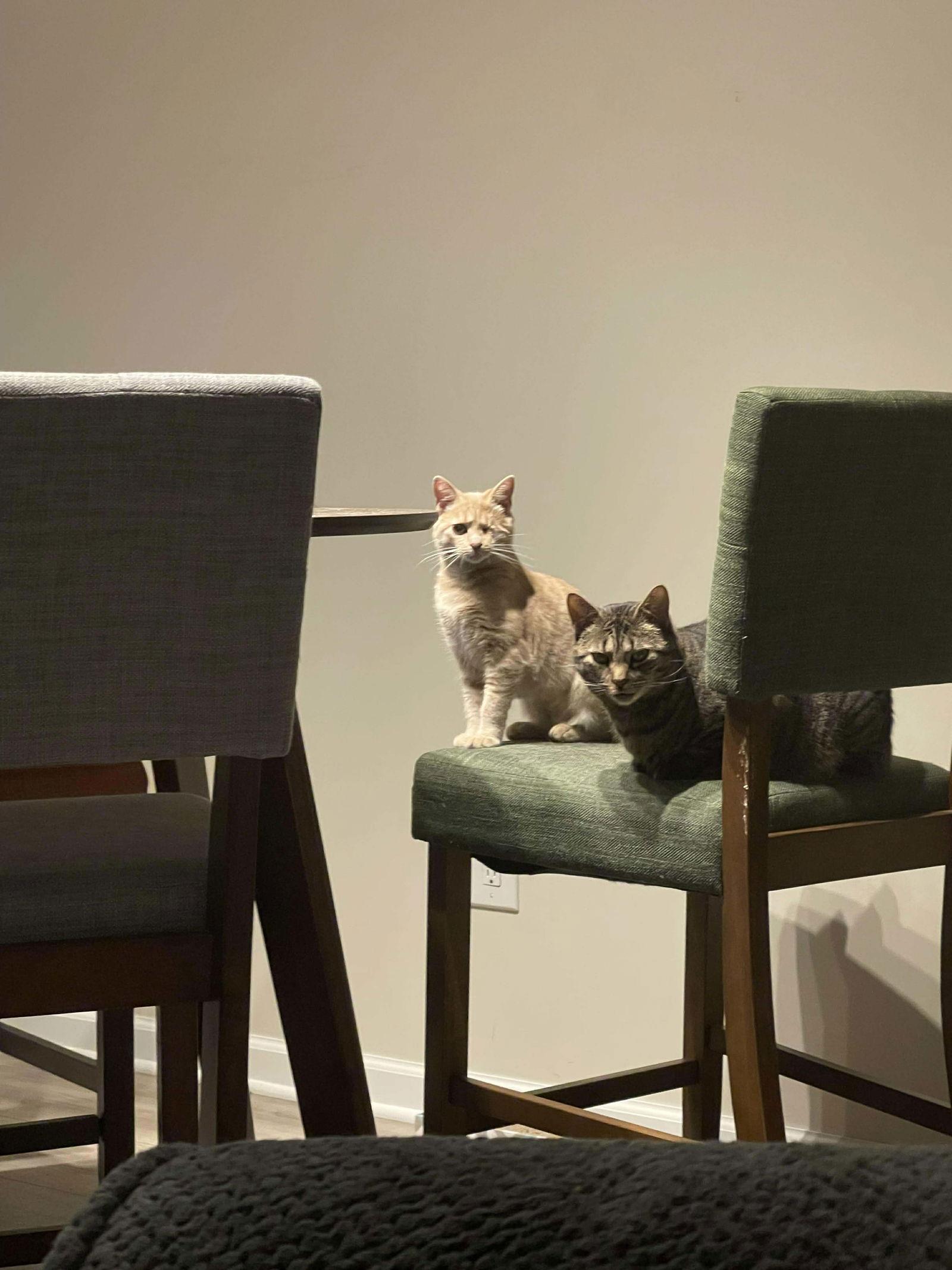 Silver, a Adoptable Domestic Short Hair image 3/3