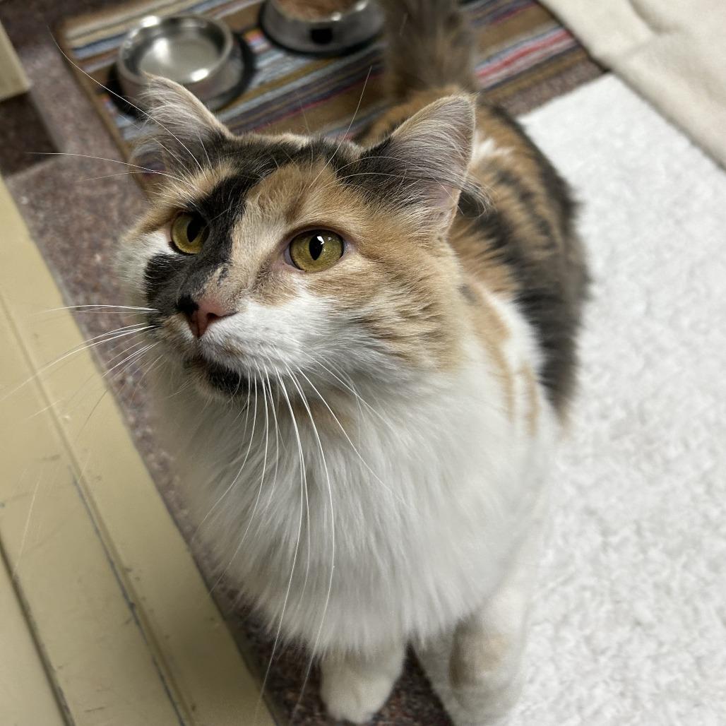 Enlarge Aspen, a Adoptable Domestic Long Hair in Cheyenne, WY image 1/6
