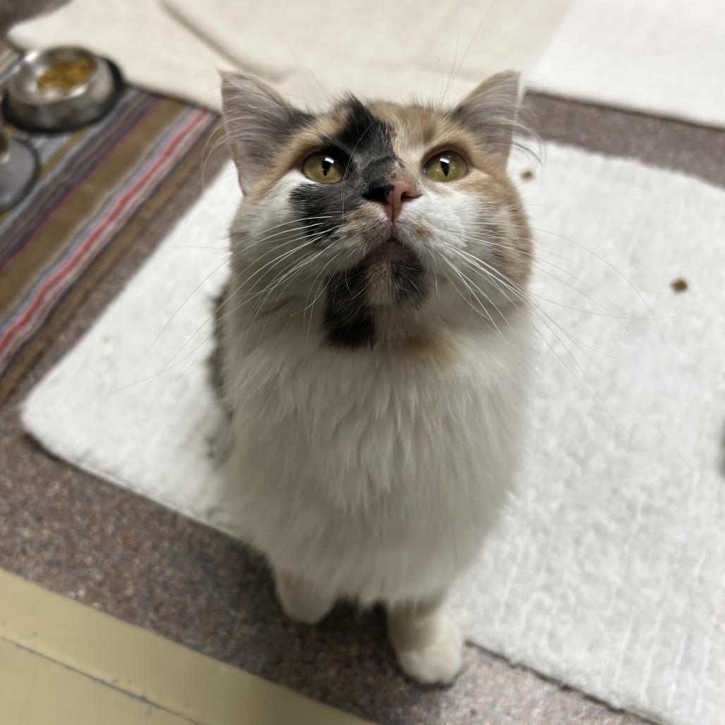 Enlarge Aspen, a Adoptable Domestic Long Hair in Cheyenne, WY image 2/6