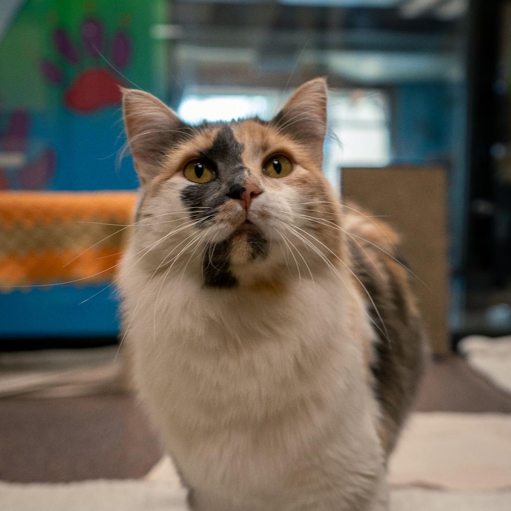 Enlarge Aspen, a Adoptable Domestic Long Hair in Cheyenne, WY image 3/6
