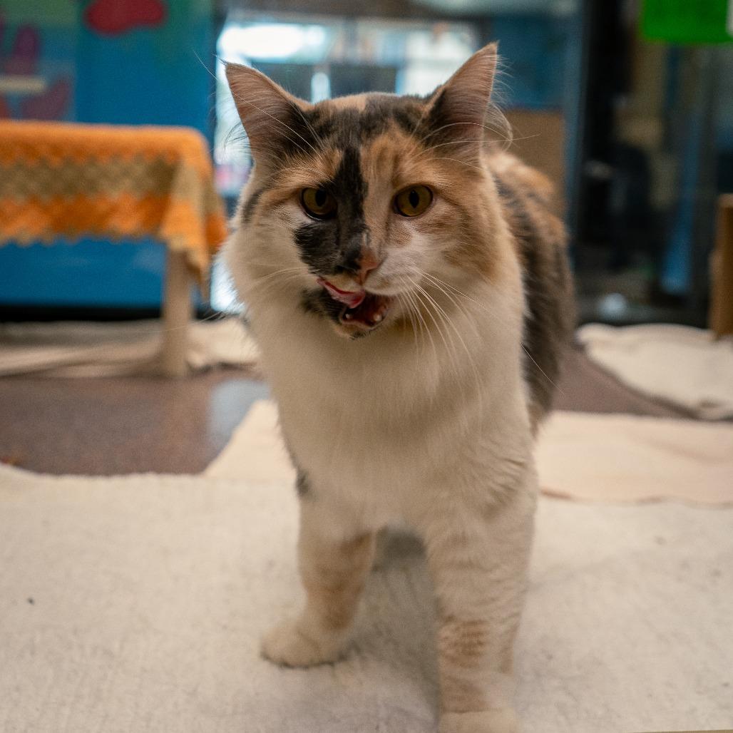 Enlarge Aspen, a Adoptable Domestic Long Hair in Cheyenne, WY image 4/6