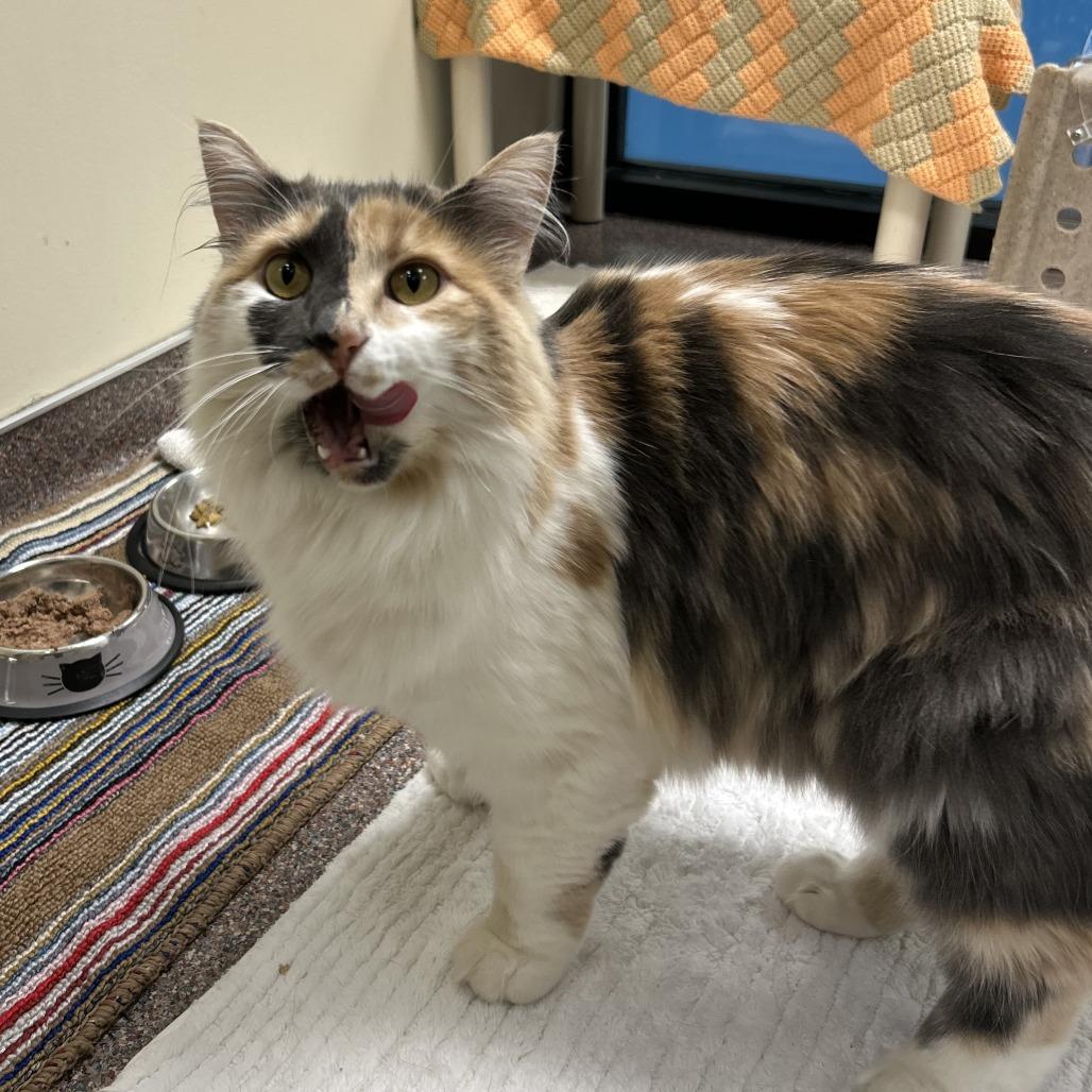Enlarge Aspen, a Adoptable Domestic Long Hair in Cheyenne, WY image 5/6