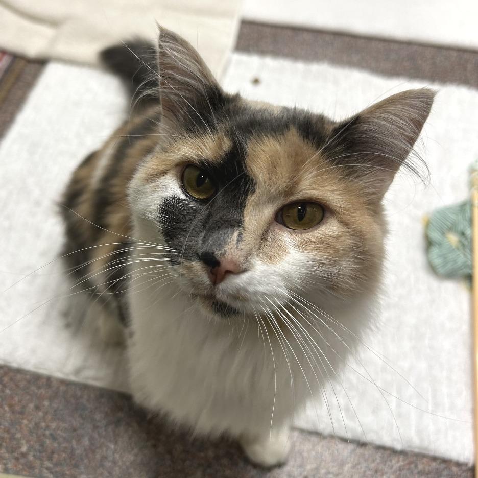 Enlarge Aspen, a Adoptable Domestic Long Hair in Cheyenne, WY image 6/6