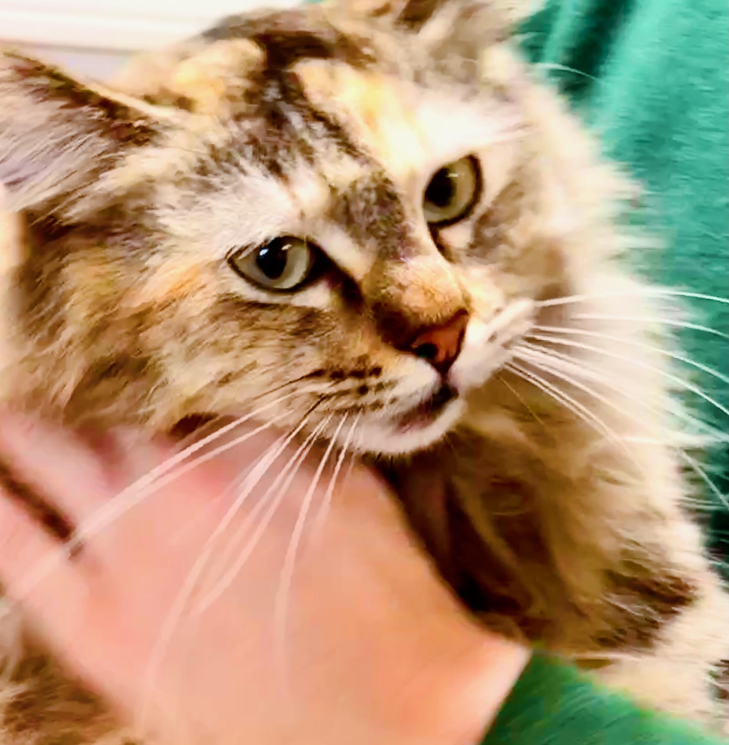 Enlarge Crunch Berry (Corn Pops), a ADOPTABLE mixed breed in Davis, CA image 2/3