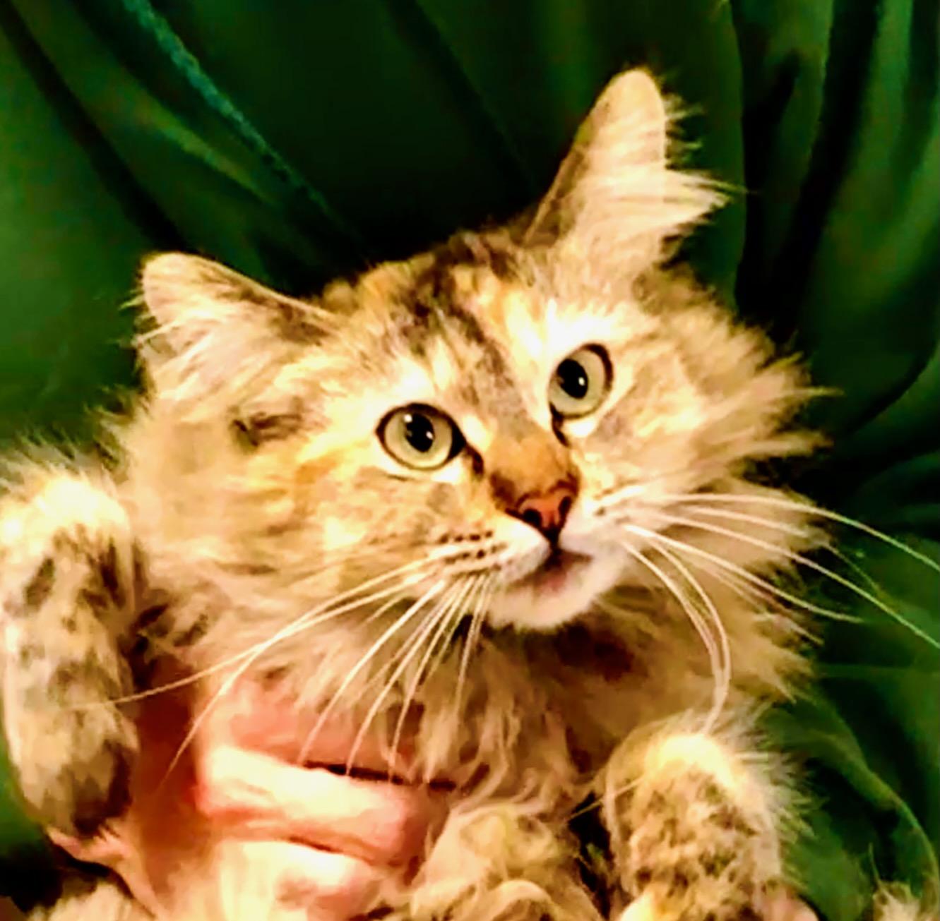 Enlarge Crunch Berry (Corn Pops), a ADOPTABLE mixed breed in Davis, CA image 1/3