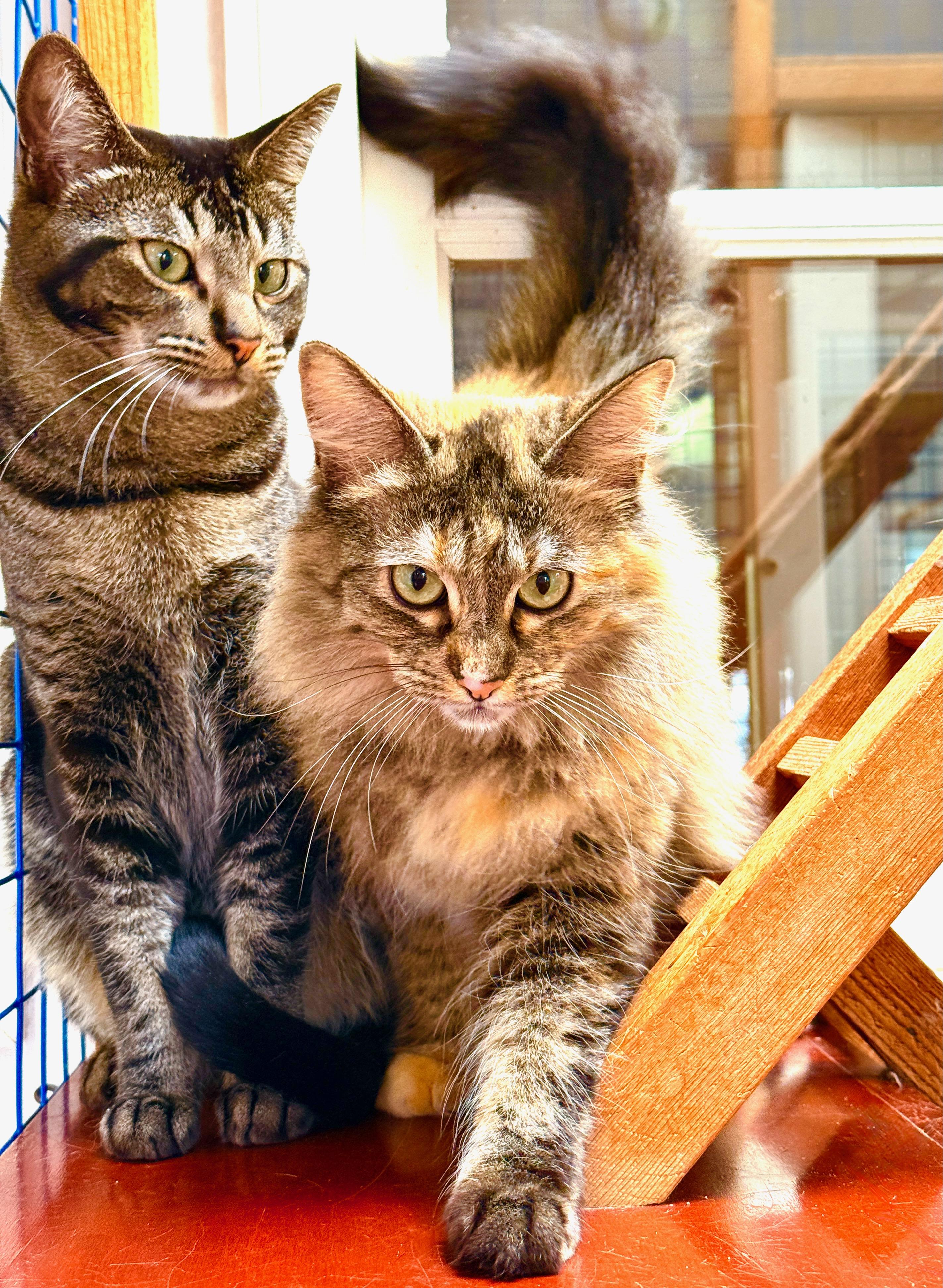 Enlarge Crunch Berry (Corn Pops), a ADOPTABLE mixed breed in Davis, CA image 3/3