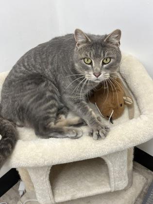 Hank, Adoptable, Adult Male Domestic Short Hair & Domestic Short Hair.