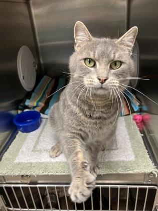 Hank, Adoptable, Adult Male Domestic Short Hair & Domestic Short Hair.