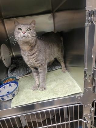 Hank, a Adoptable mixed breed in Fergus Falls, MN image 2/3