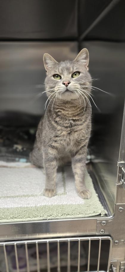 Hank, a Adoptable mixed breed in Fergus Falls, MN image 3/3