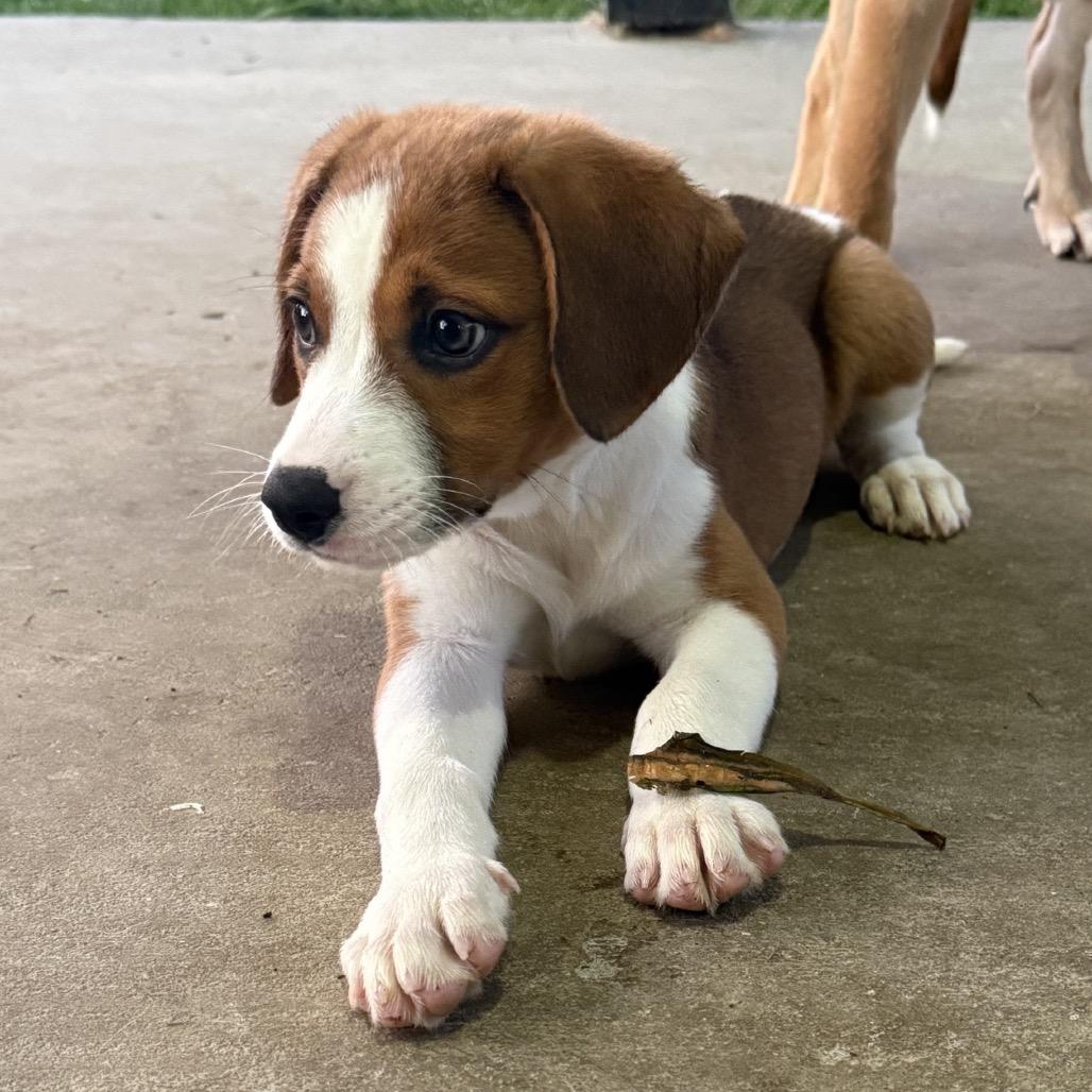 Enlarge Blair, a Adoptable mixed breed in Baton Rouge, LA image 1/1