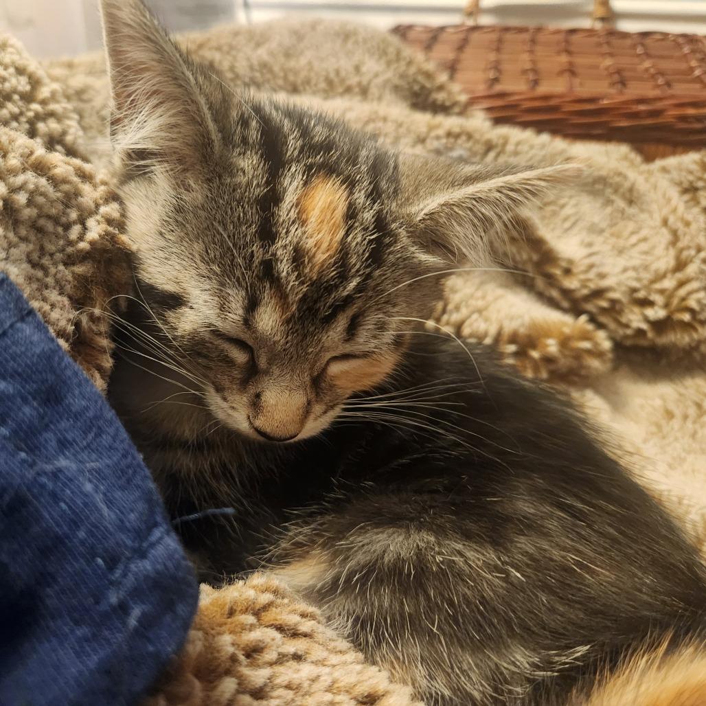Butterhead, ADOPTABLE, Young Female Domestic Short Hair.