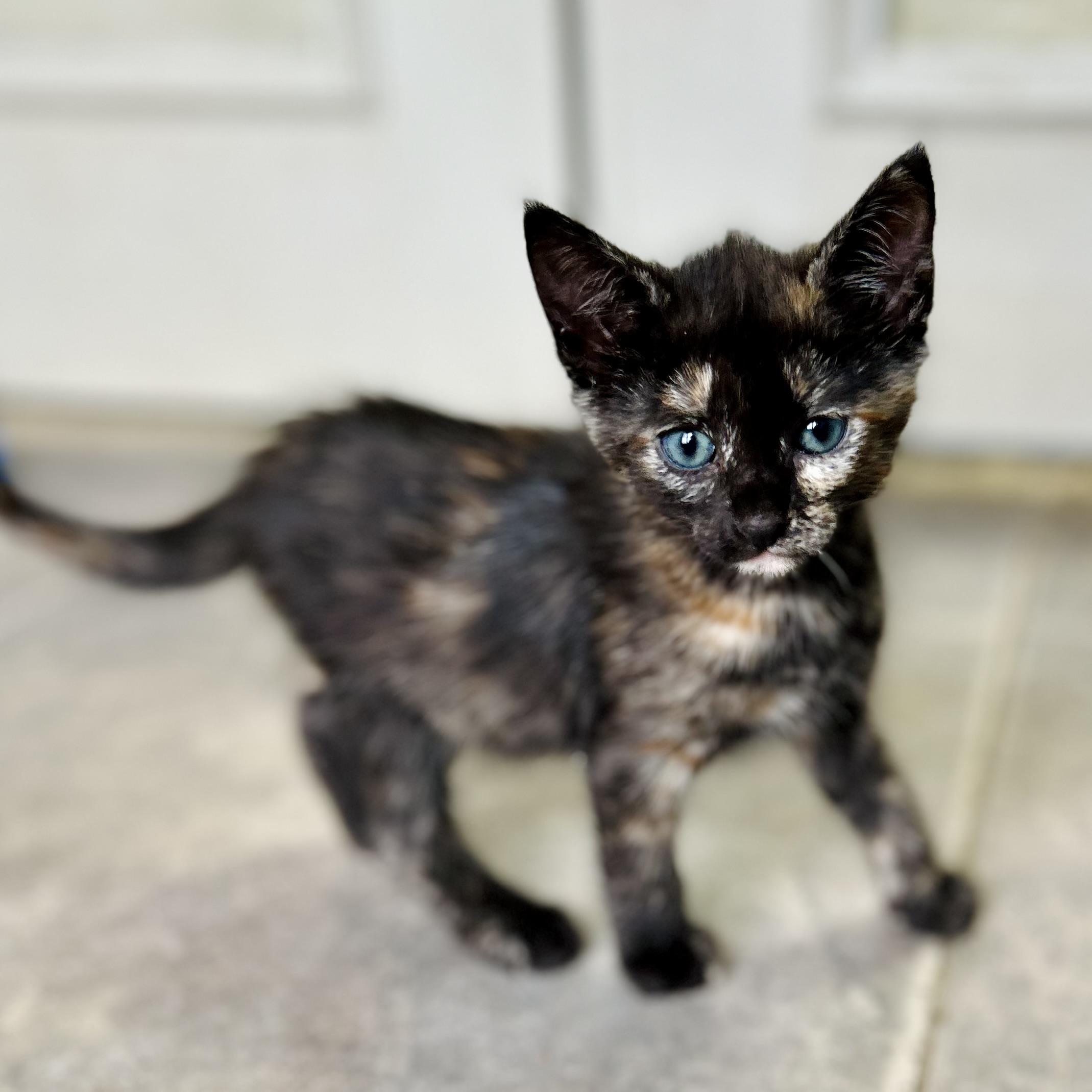 Soleil, adopted, Kitten Female American Shorthair.