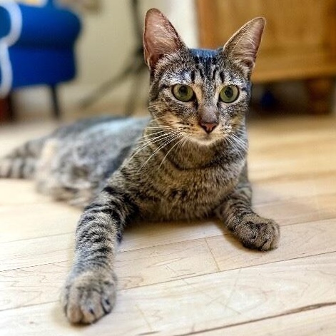 Azalea Flower — thumbnail 3