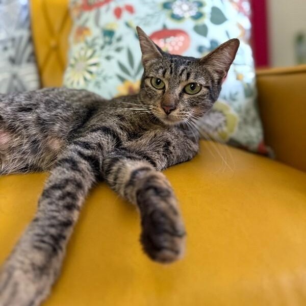 Azalea Flower — thumbnail 4