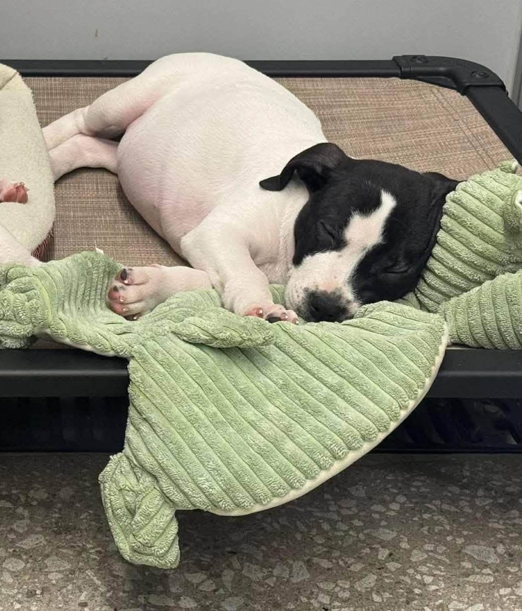 Enlarge Bullseye, a ADOPTABLE mixed breed in China Township, MI image 5/6